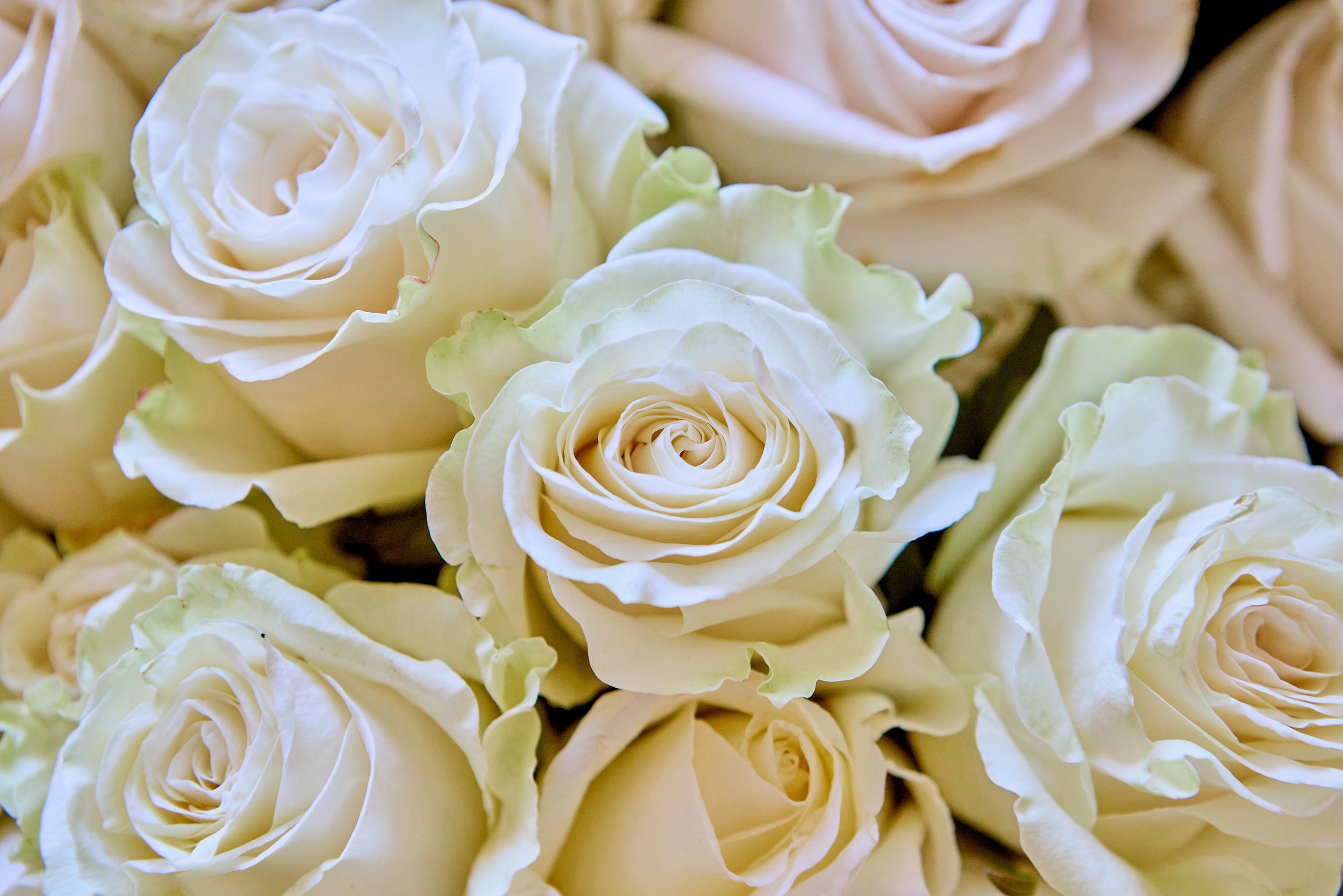 Фотографии Литургии в Праздник Святых Жен Мироносиц