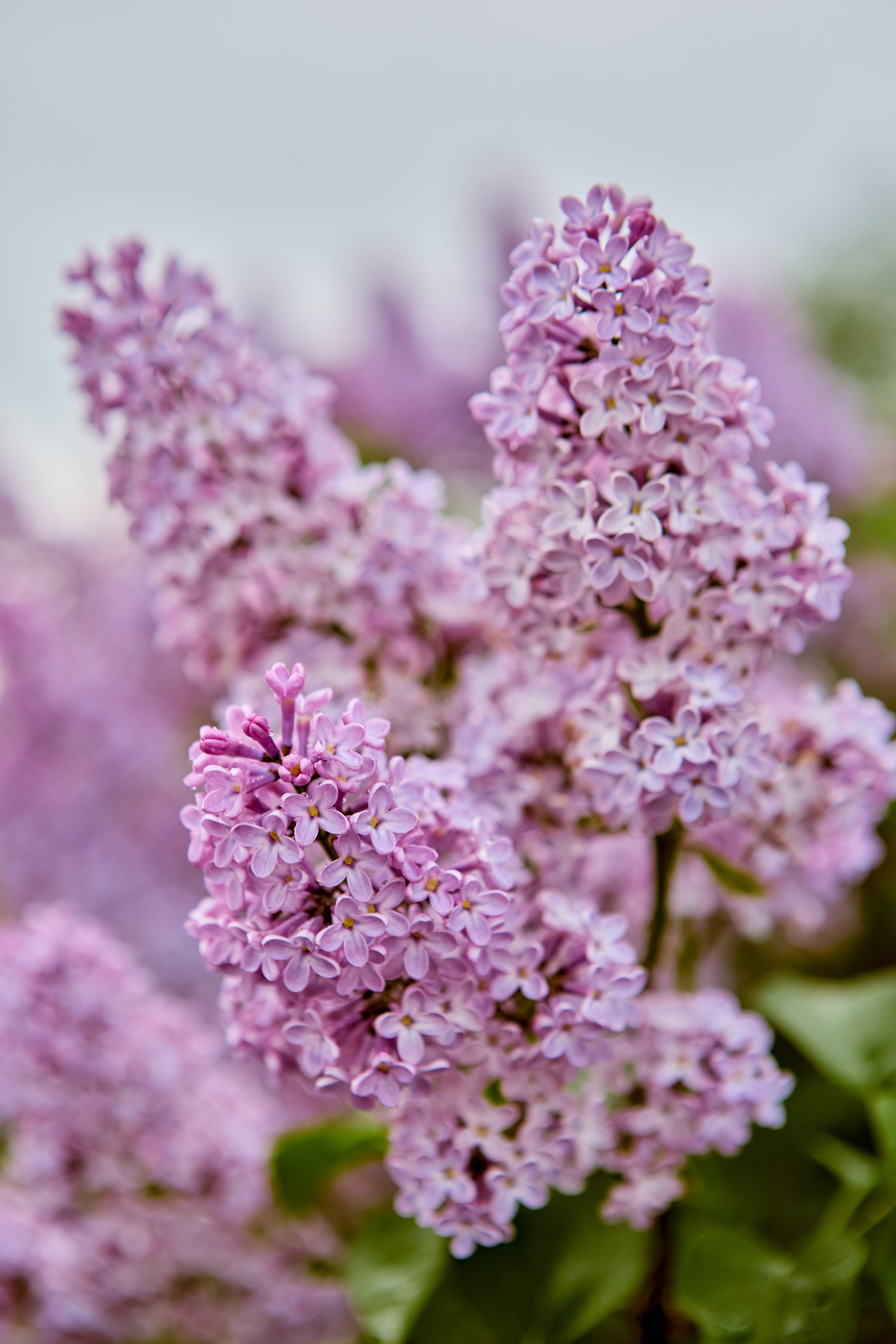 Букет цветущей сирени на фотографиях православного портретного и детского фотографа Николая Голованова г. Дзержинск