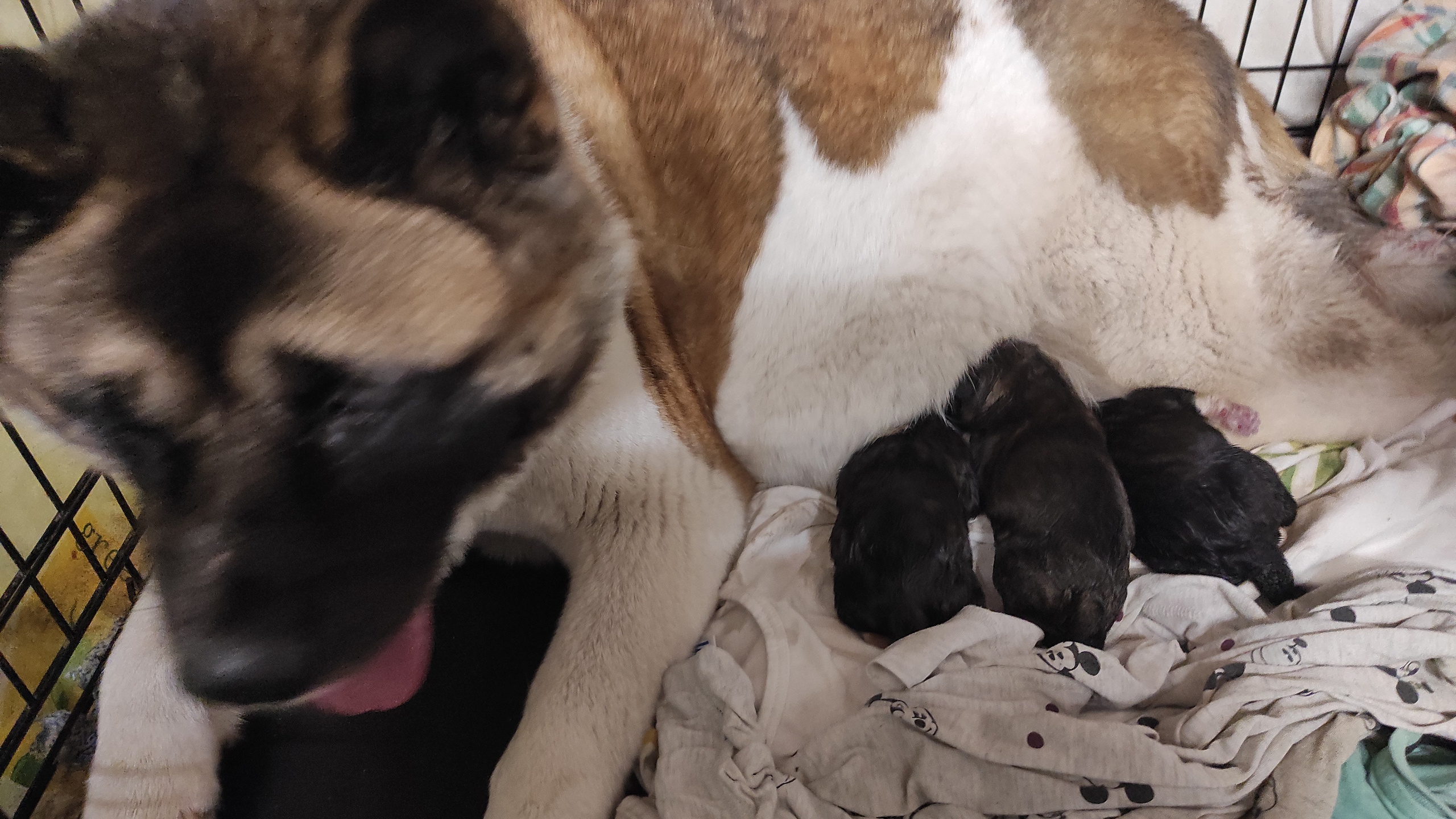 Американская акита  щенки питомник Санкт-Петербург клубные щенки Американская акита питомник RUBYLIGHT Рубилайт купить щенка американской акиты