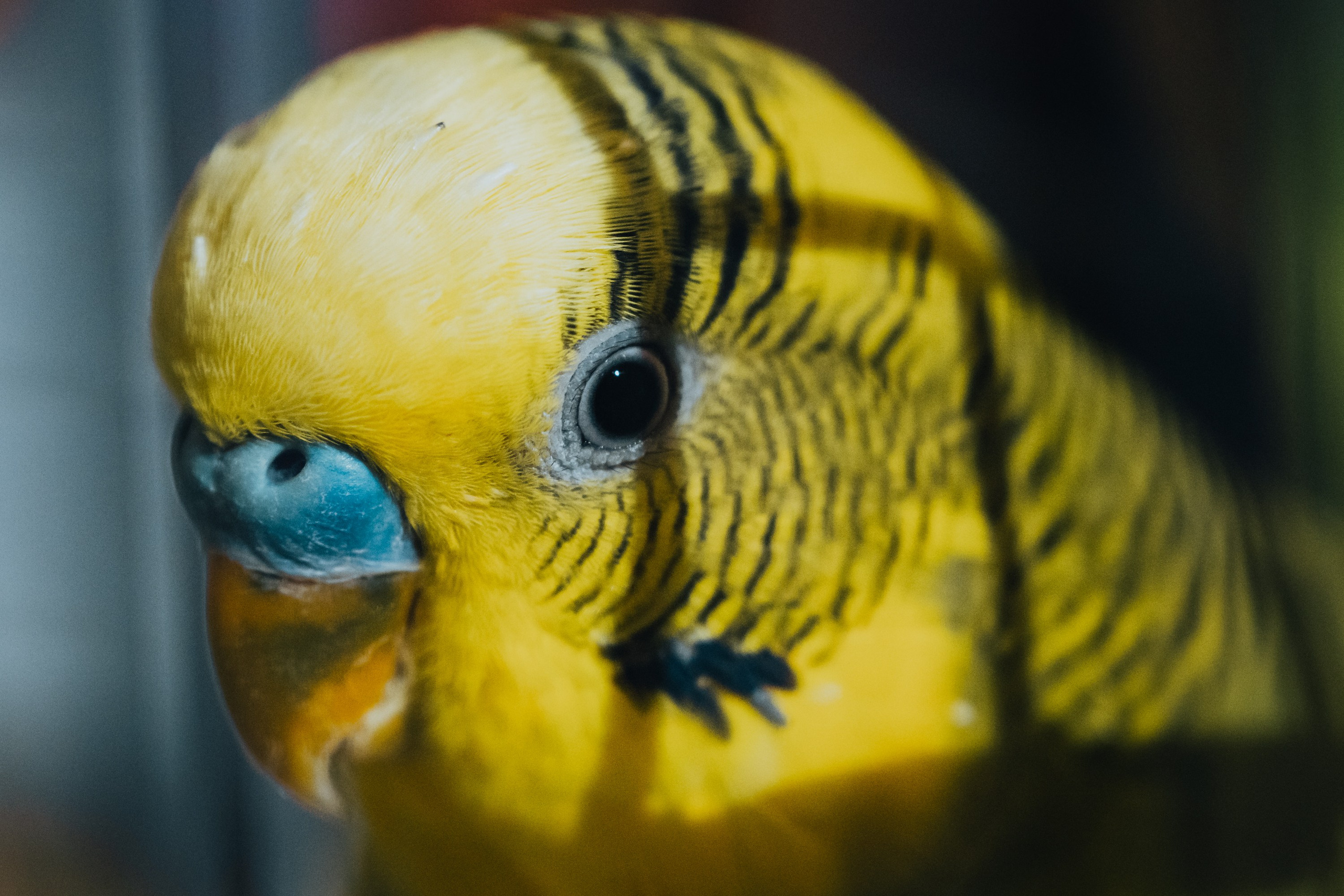 Папуг. Alexsedoykin