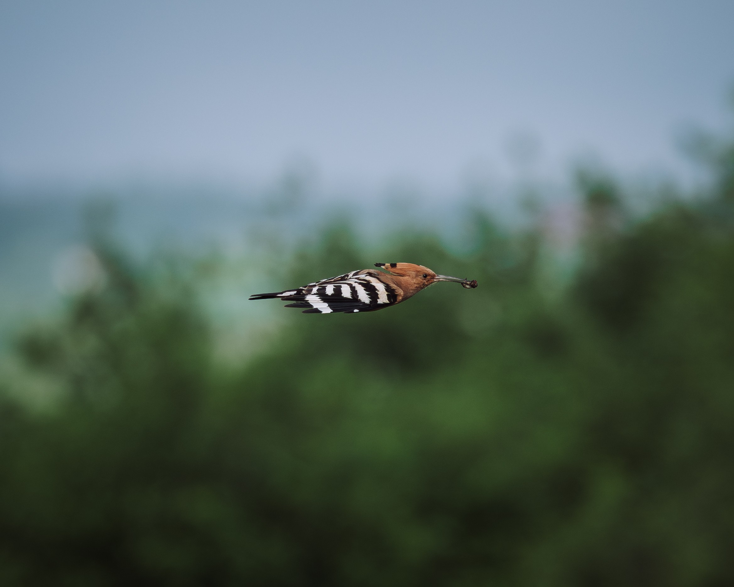 Voronezh 2026. Anton Chernov | Wildlife photographer