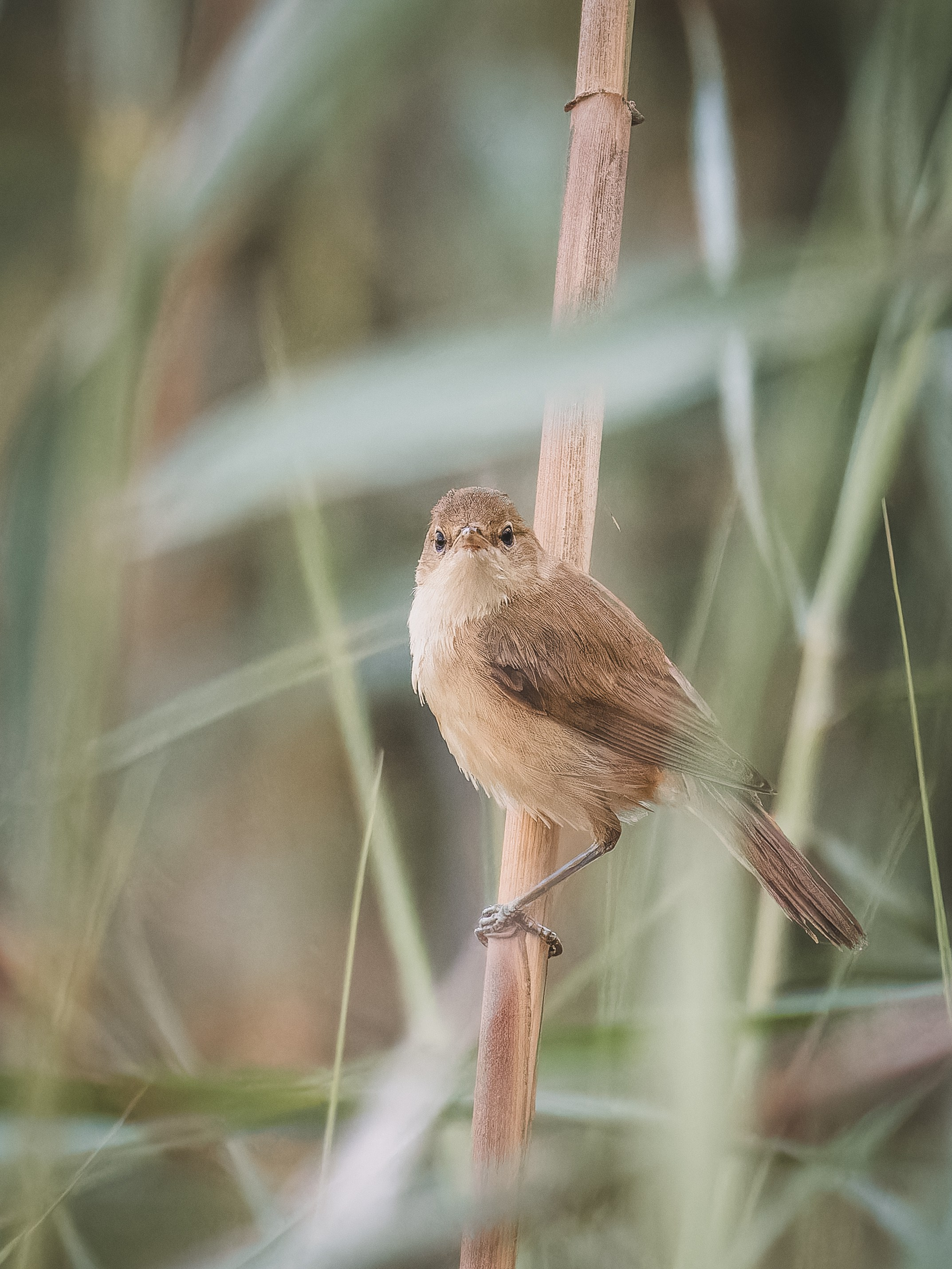 Cyprus 2023. Anton Chernov | Wildlife photographer