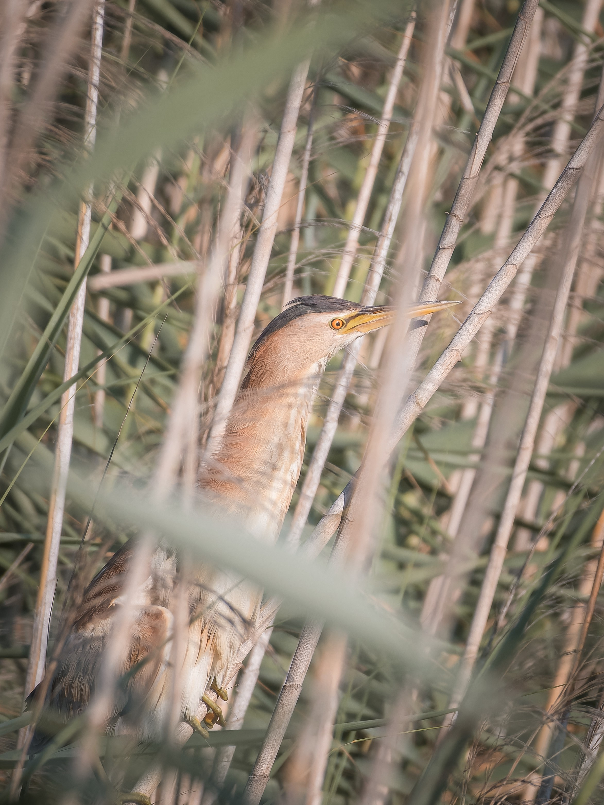 Cyprus 2023. Anton Chernov | Wildlife photographer