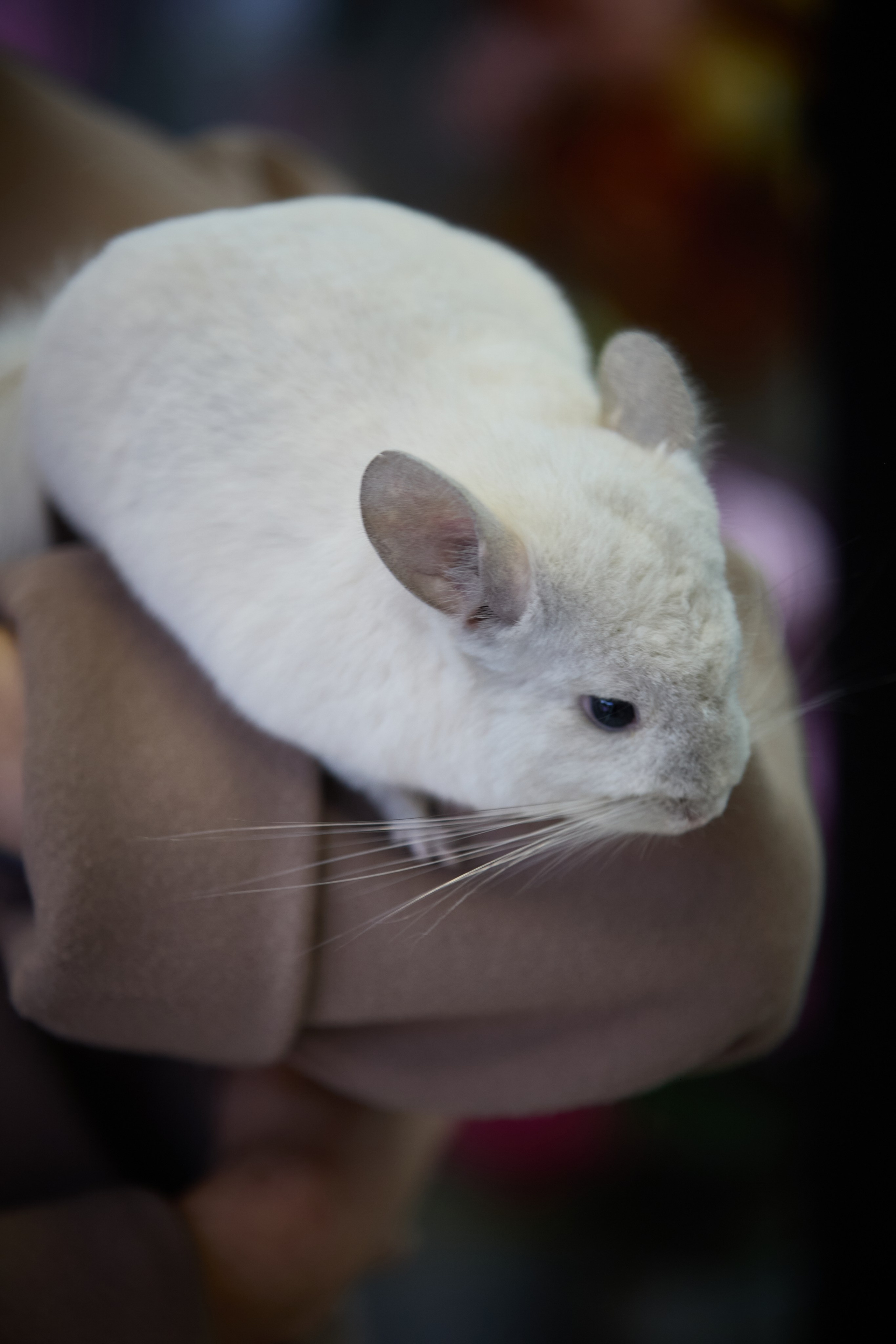 ART-HAOS. Фотограф видеограф в Москве и Московской области Саша Секрет