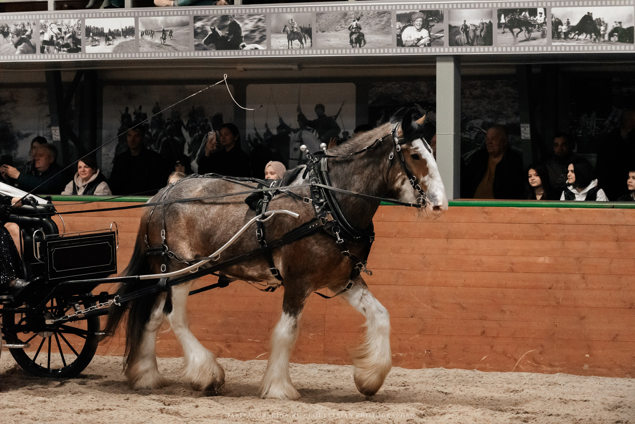 Конное представление «Дыхание Звёзд». Конный фотограф Куракина Дарья • Фотосессии с лошадьми