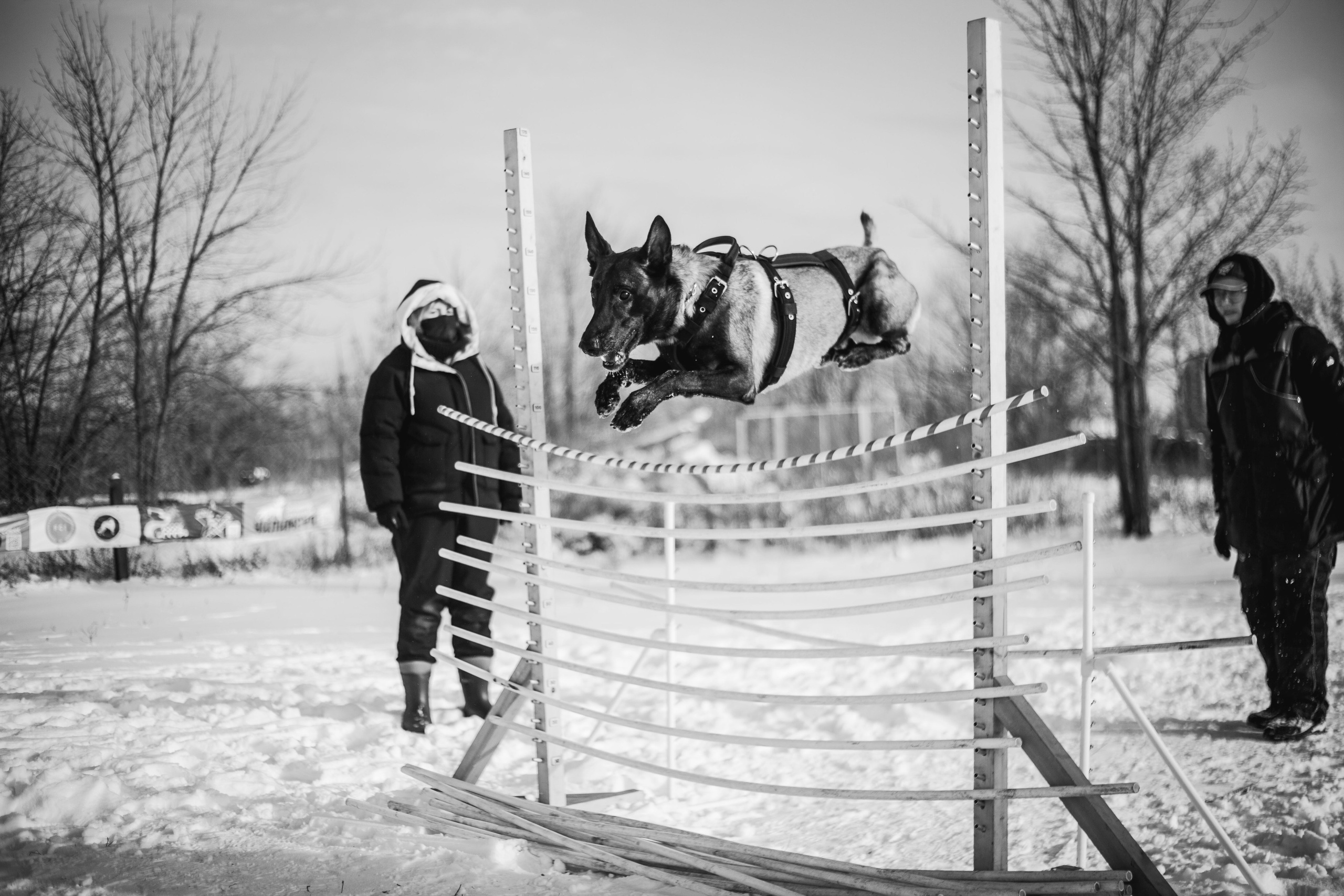 Тренинги. Фотограф Анималист в Ростове-на-Дону Яна Понимаш