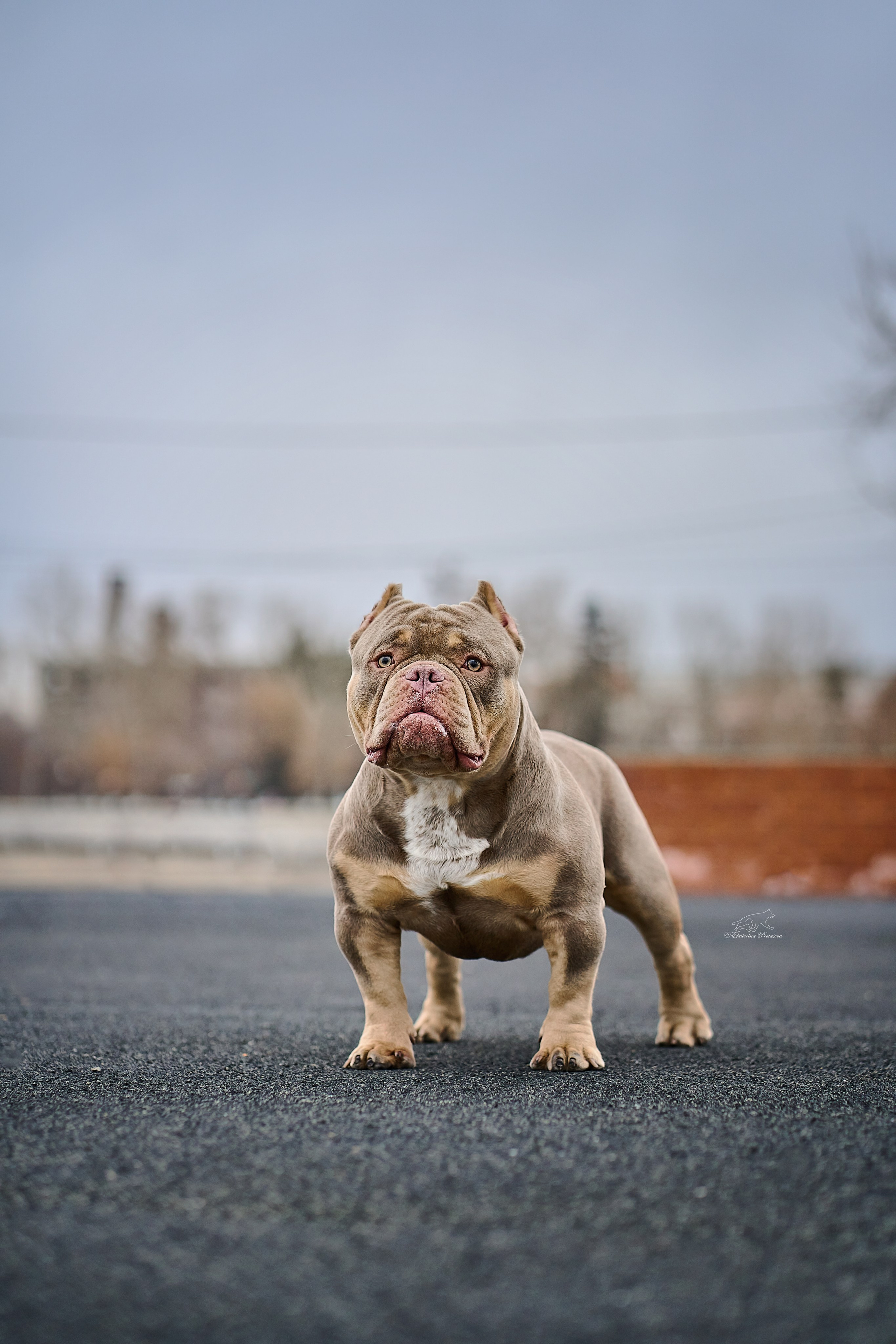 Булли Коба. Фотограф-анималист в Иркутске