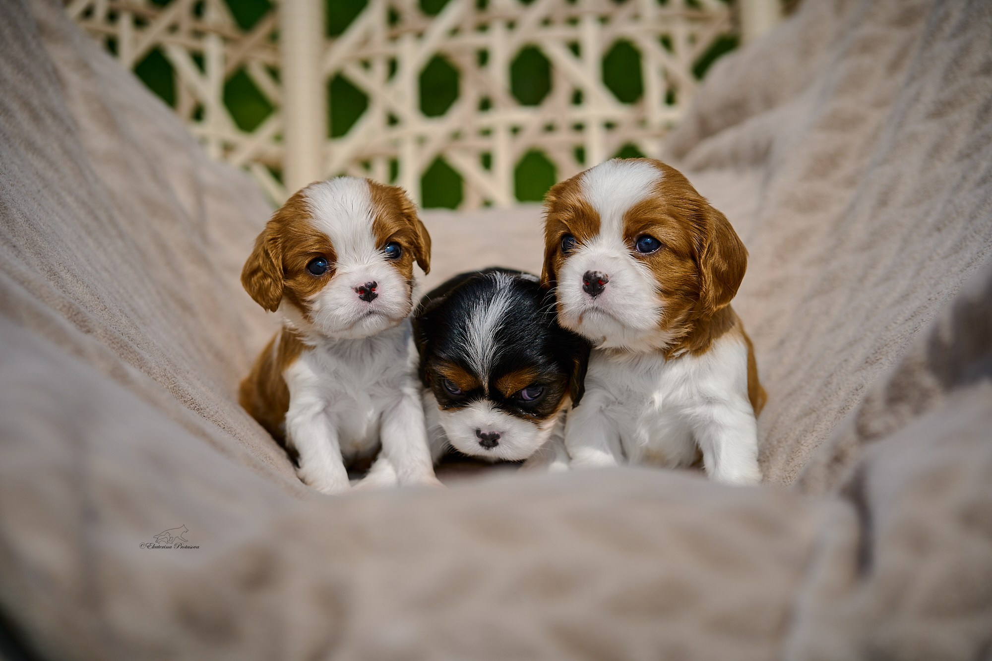 Щенки ККЧС 1 месяц. Фотограф-анималист в Иркутске