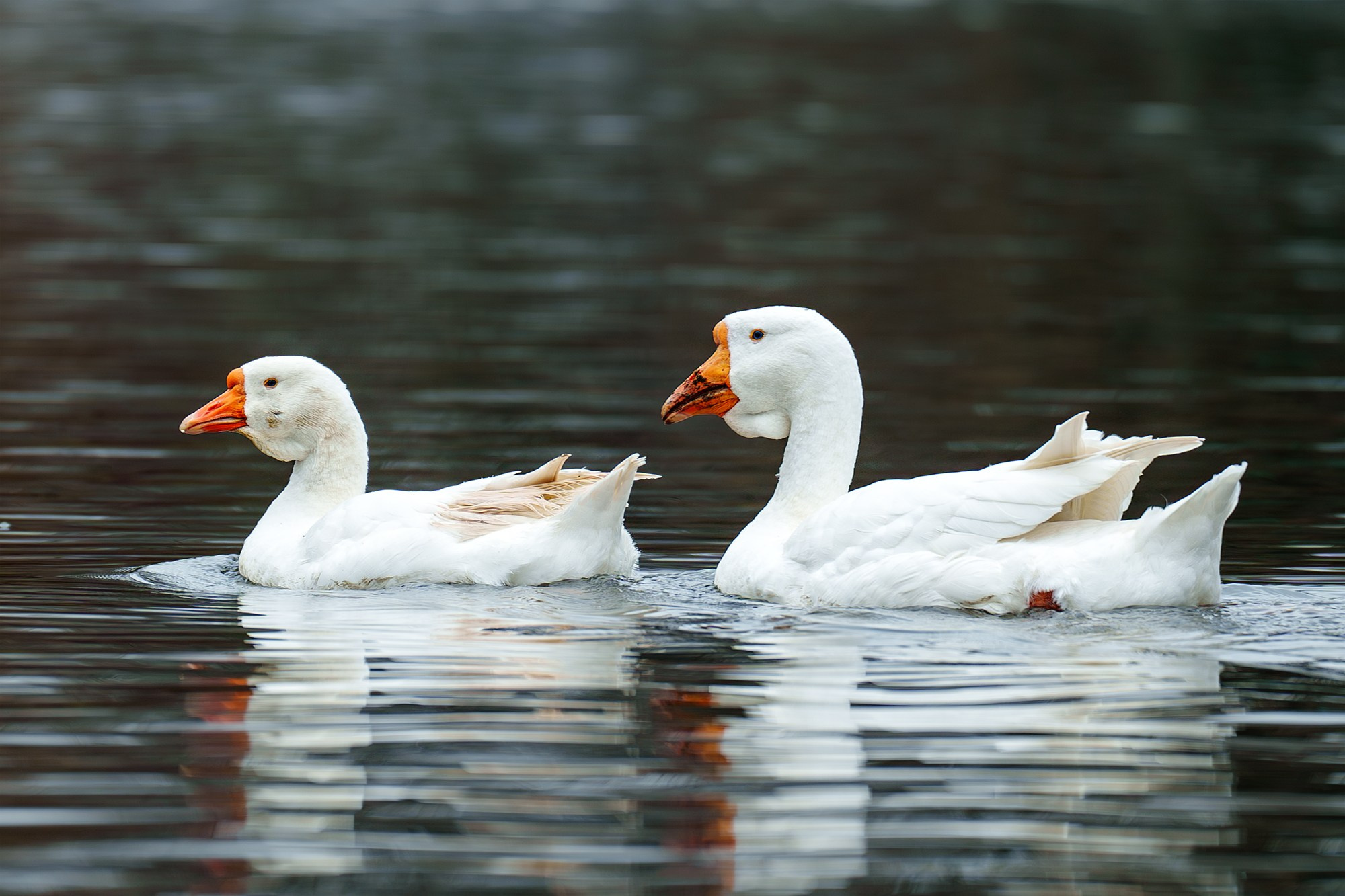 Удивительные мир птиц. Вокруг нас столько прекрасного — присмотритесь!. Ваш личный фотограф Марина Волкова