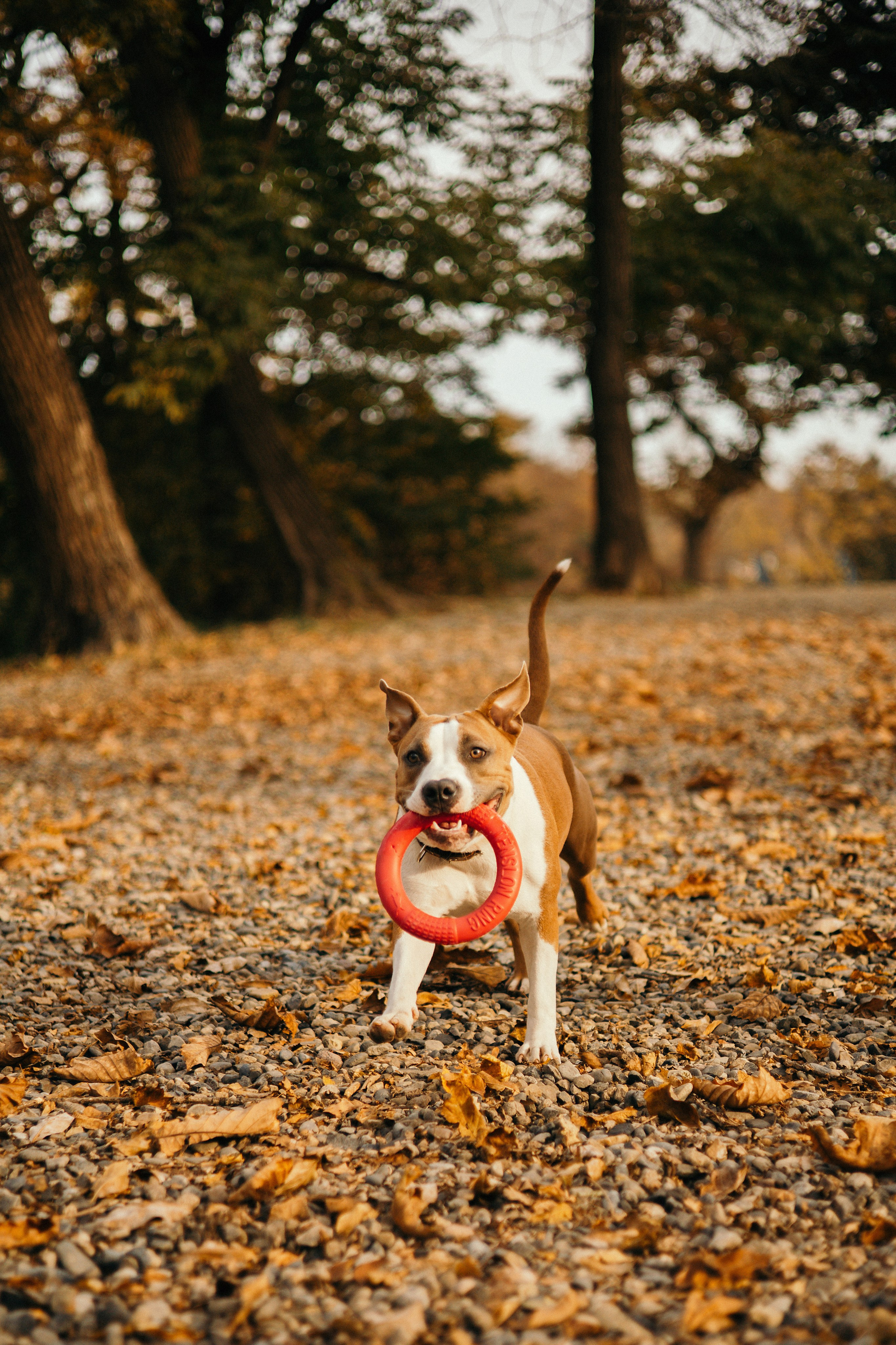 Лаффи и ее семья. Фотограф — анималист Владивосток, Алина