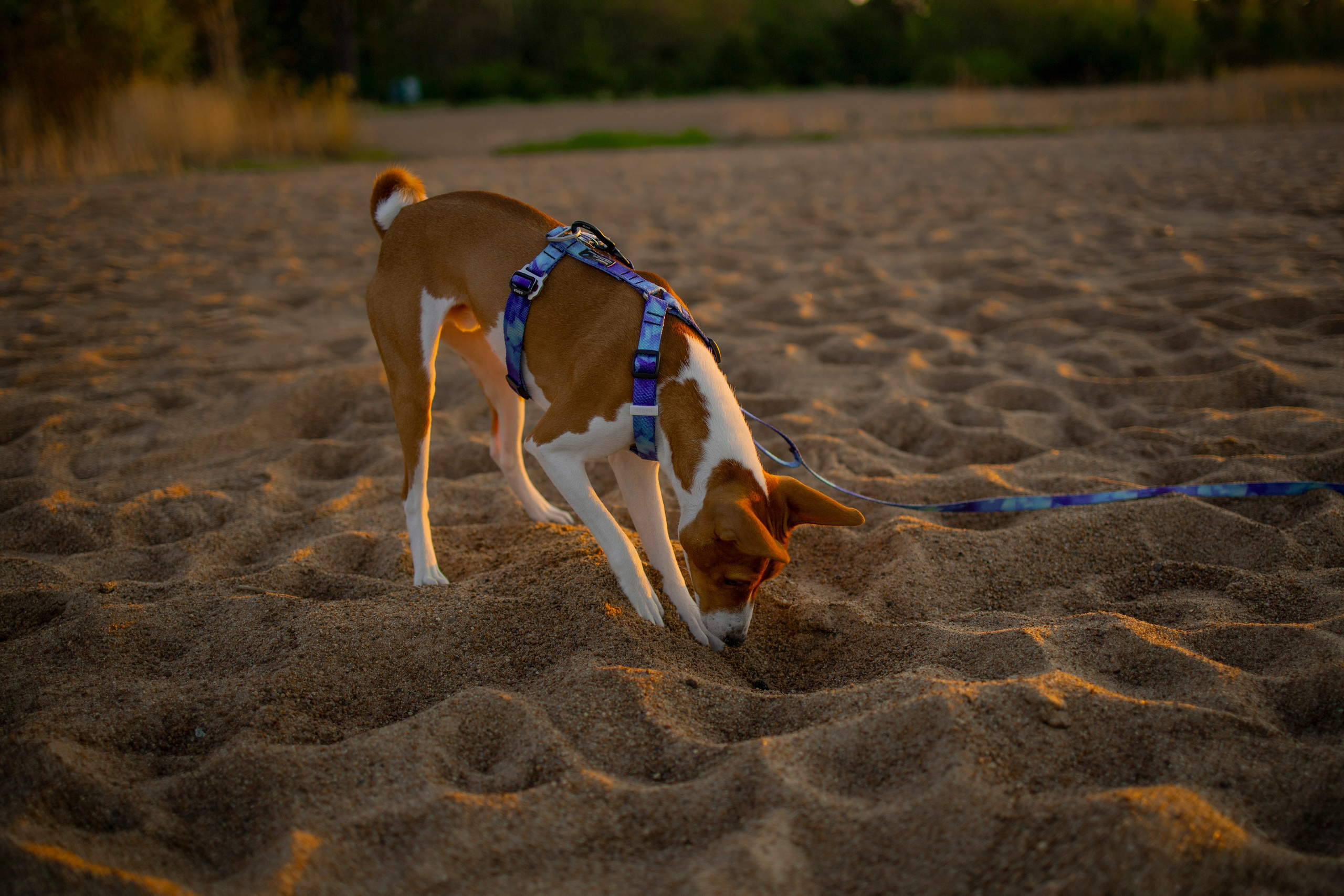 Лео и Саша. Фотограф-анималист в Санкт-Петеребурге Титова Алиса