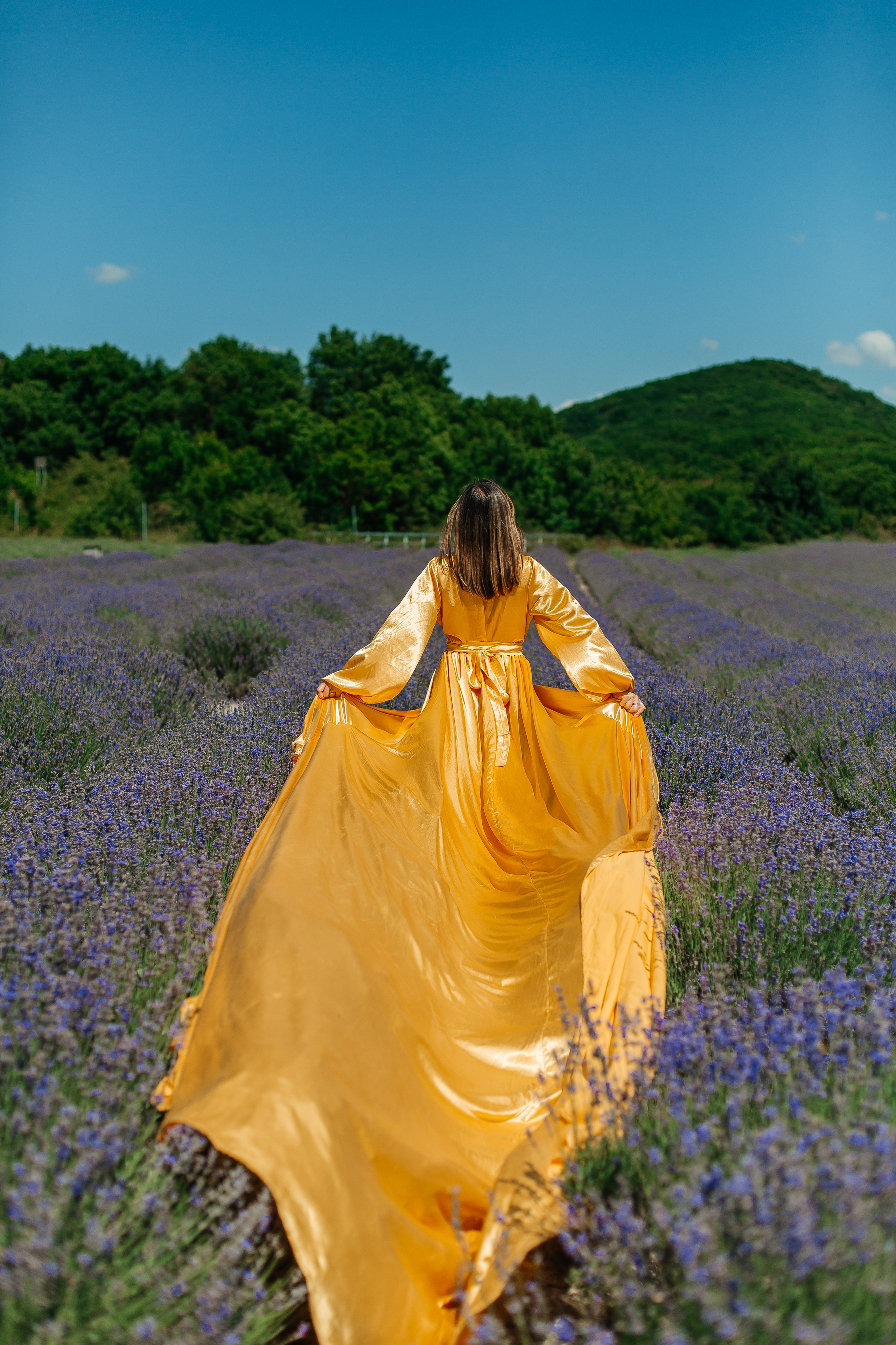 Лавандовые поля