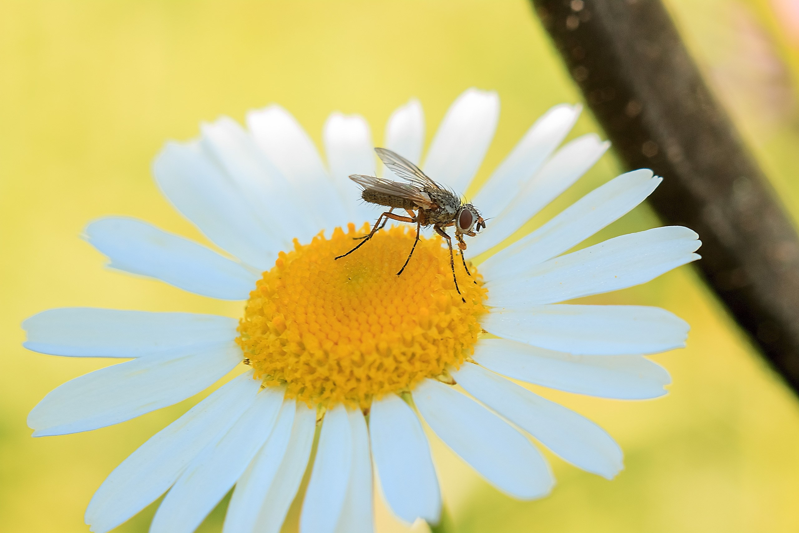 Великое в Малом. Аmat Victoria Сuram
