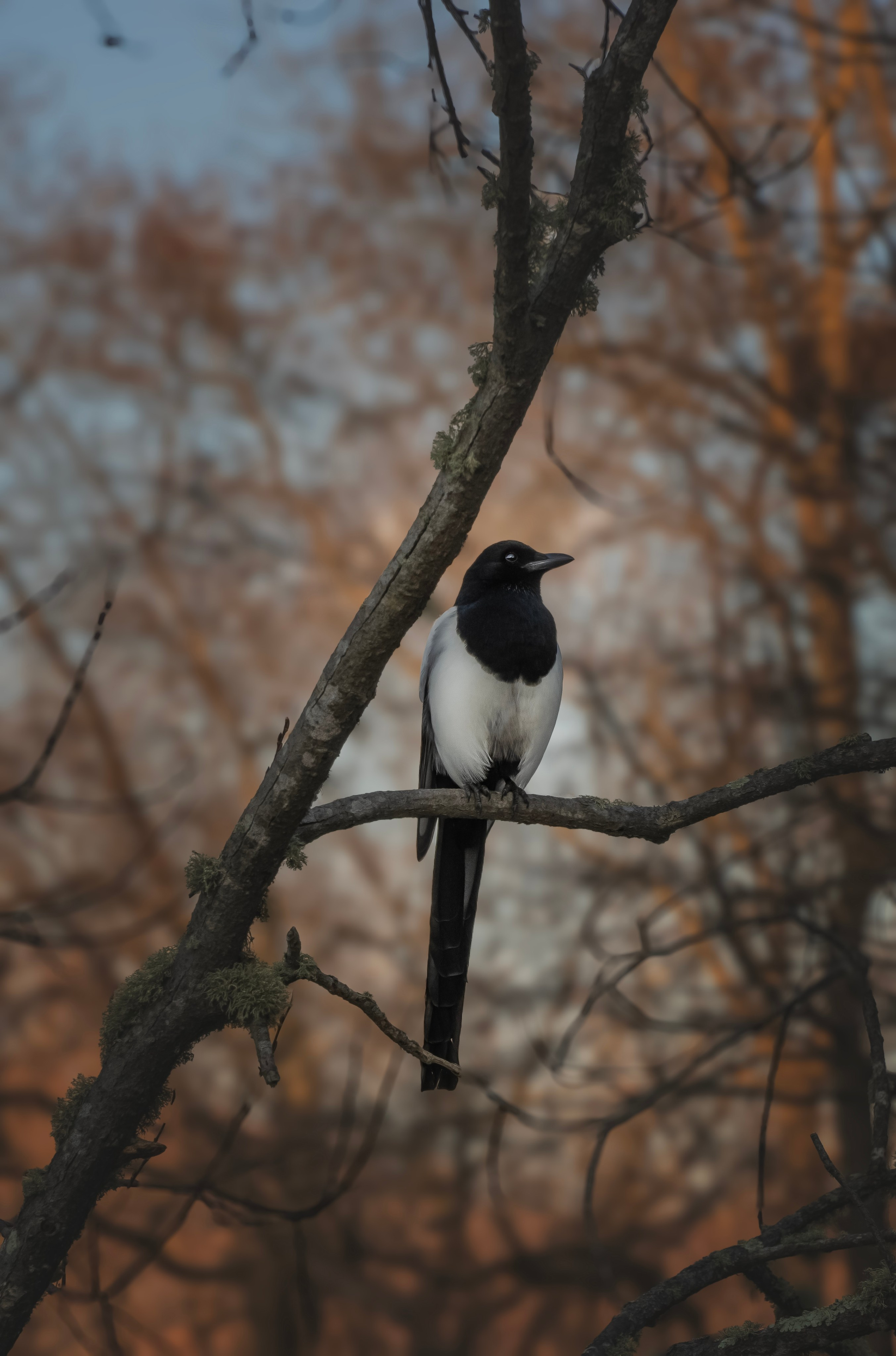 Конюшня. Семейный фотограф анималист г. Находка
