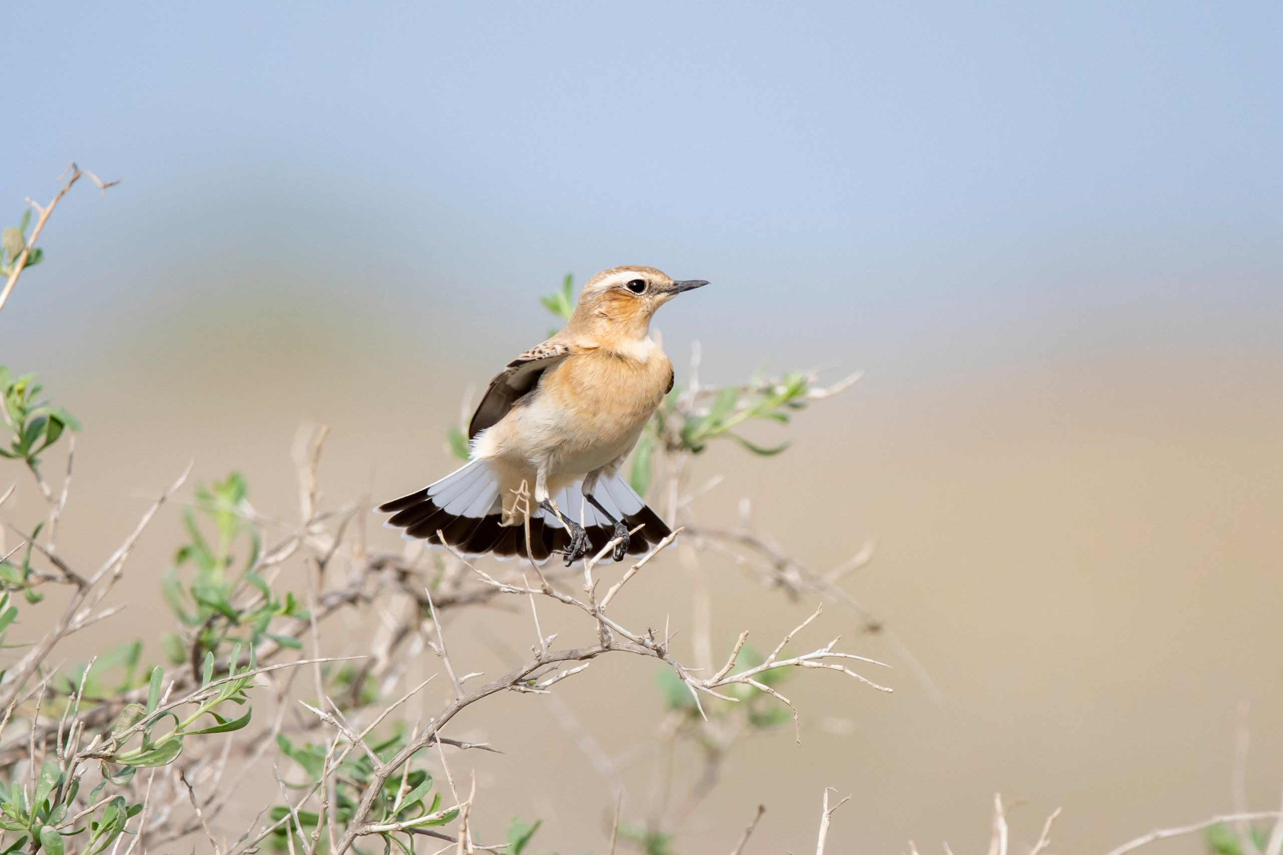 Природа Дагестана, сентябрь 2024. Foto-Zuev фотография как искусство