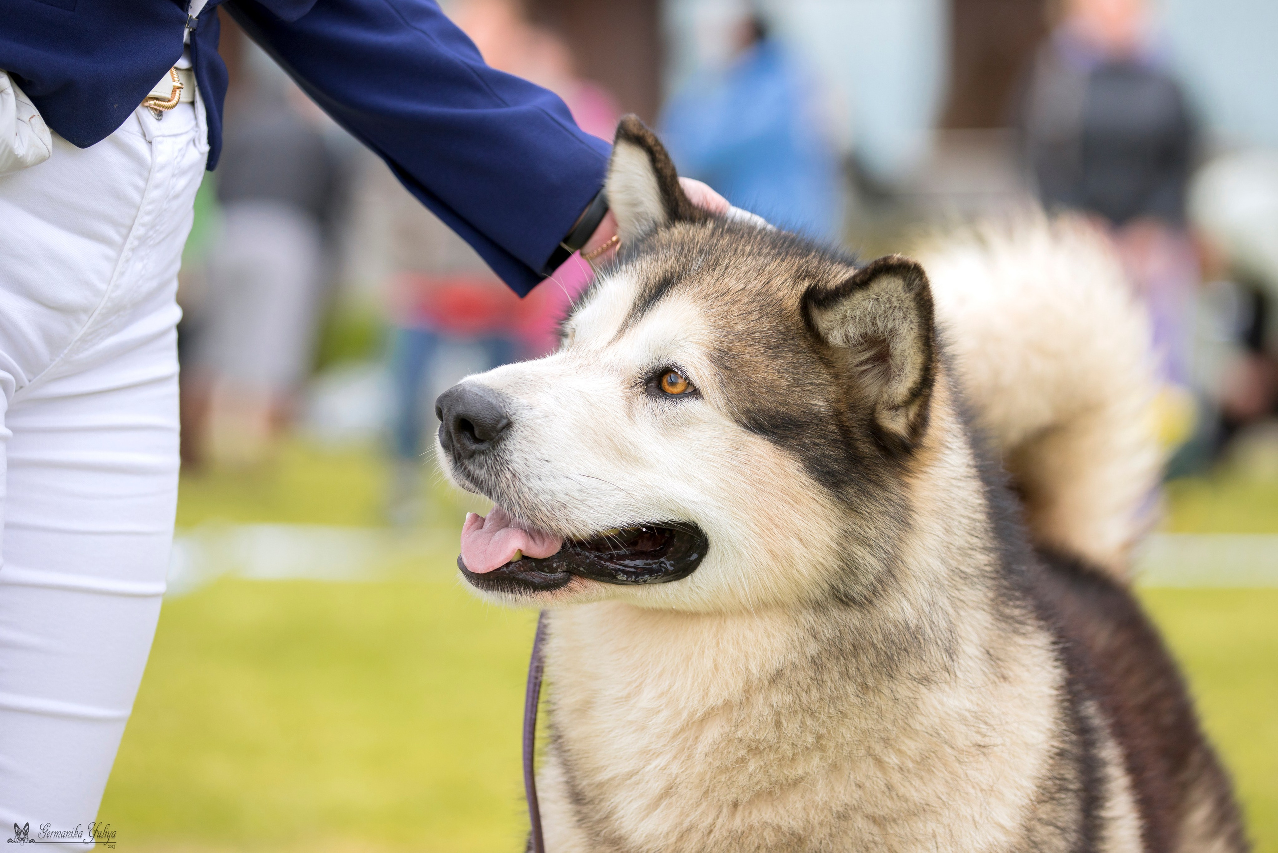 Переславль 9-10.09.2023. Фотограф-анималист Юлия Германика