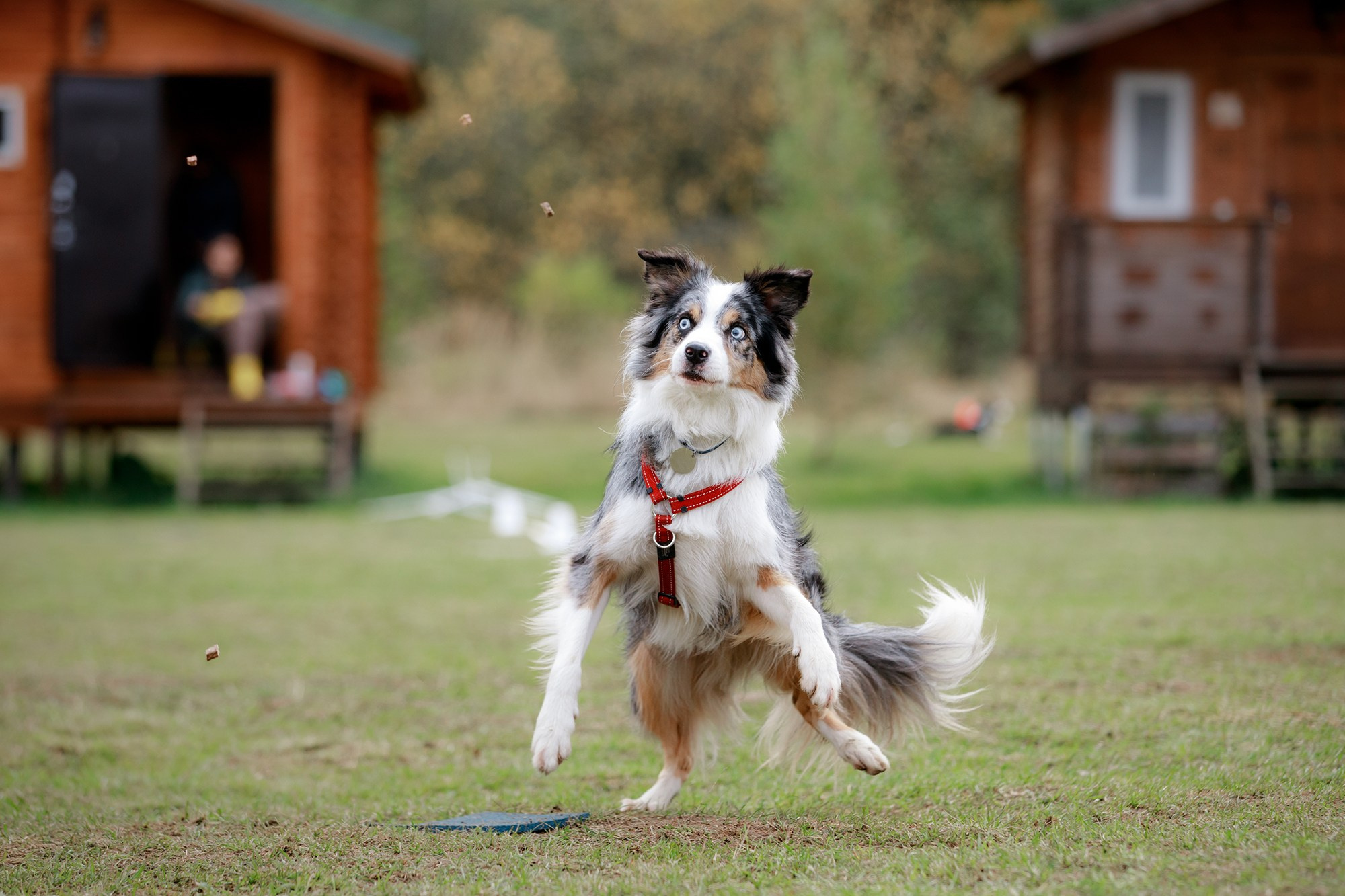 Лагерь по ОБД с Инной Баженовой. Фотограф-анималист Mary Mart — Москва, Питер