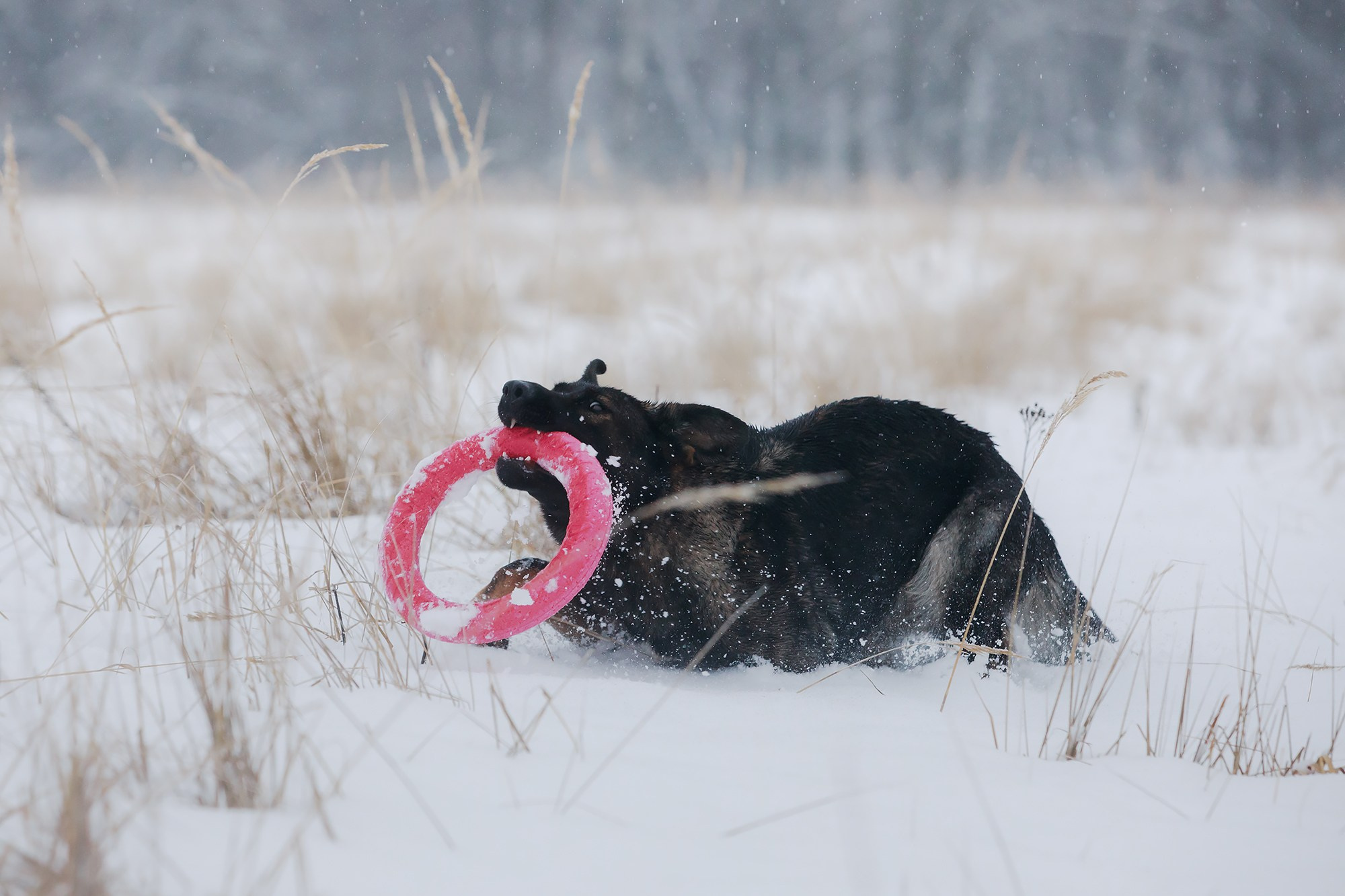Зимние портреты. Фотограф-анималист Mary Mart — Москва, Питер
