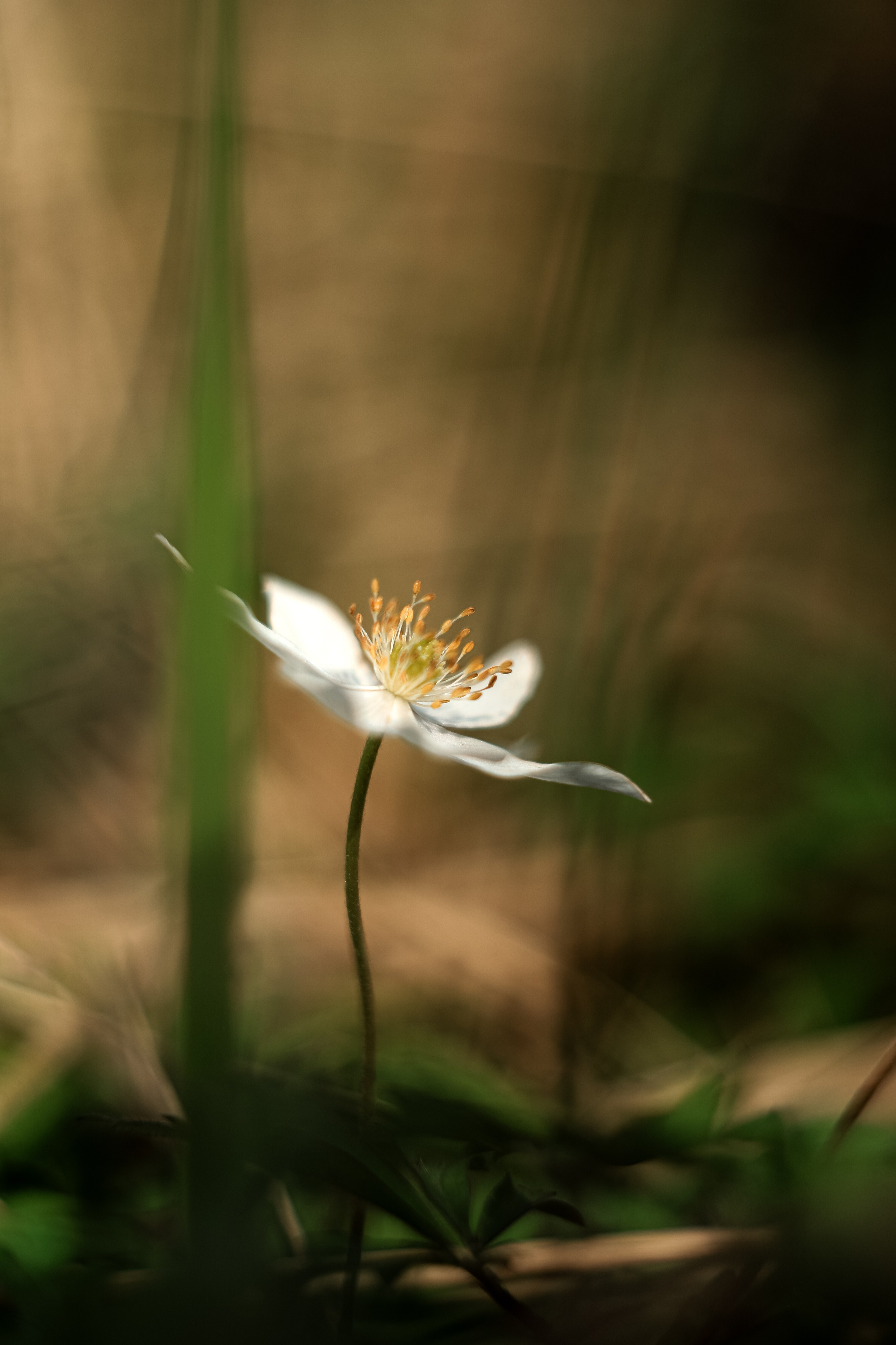 Цветы. Фотограф Ольга Мурзина