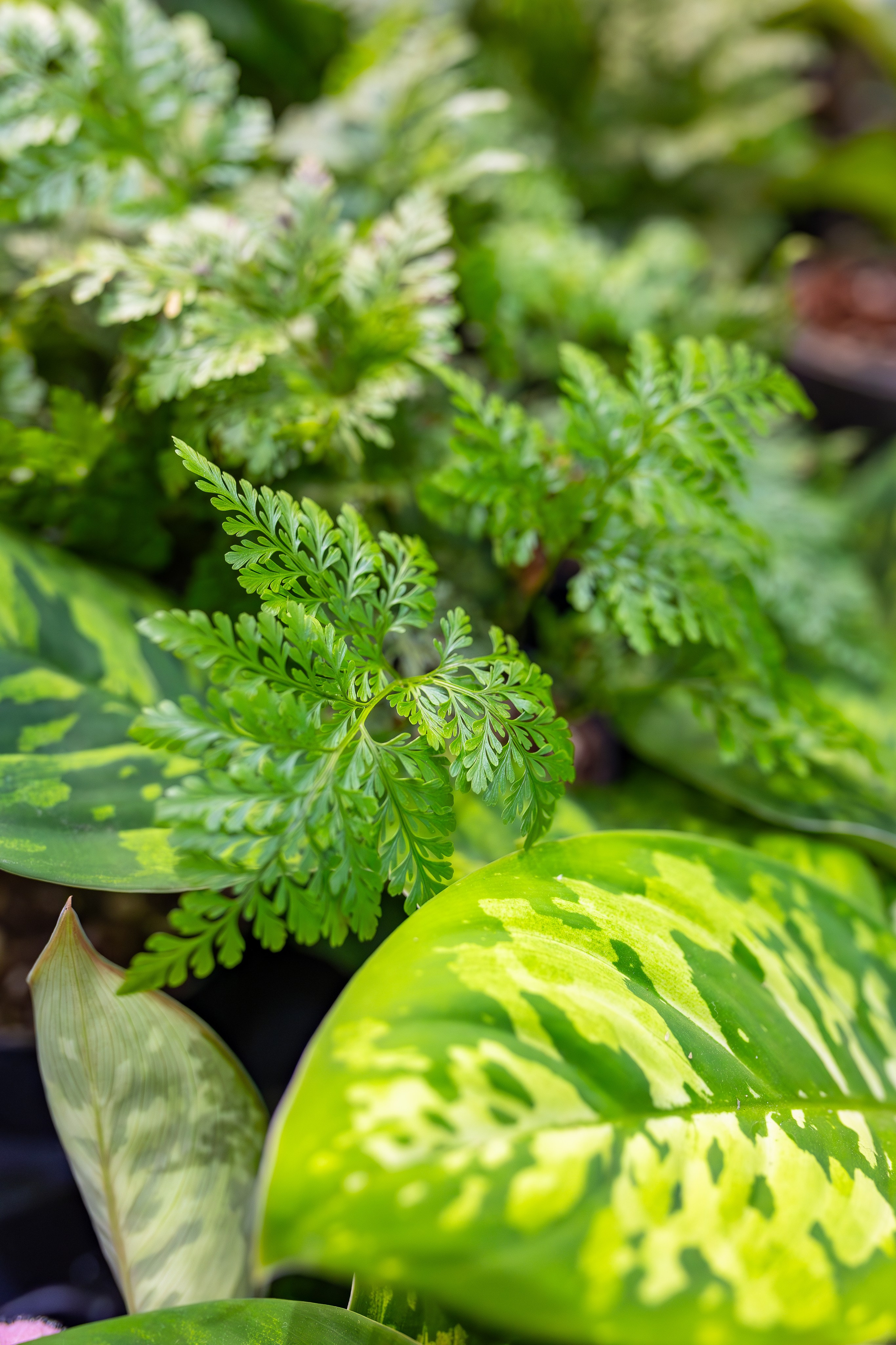 Орхидиум сентябрь 2025. Александра Куликова фотограф, Москва