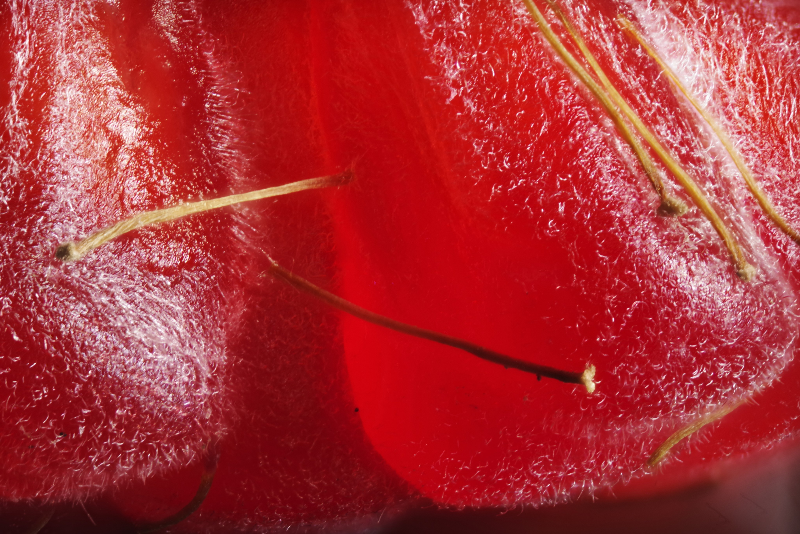 Малина с большим увеличением