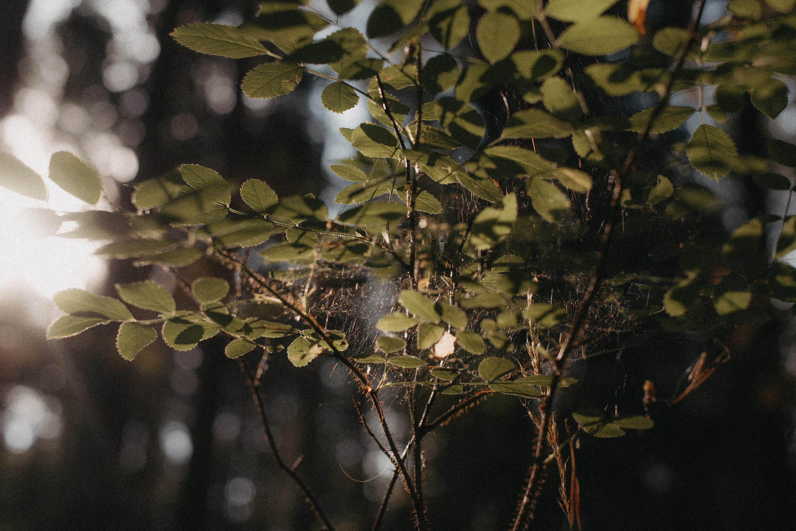 Canada Park. Главная