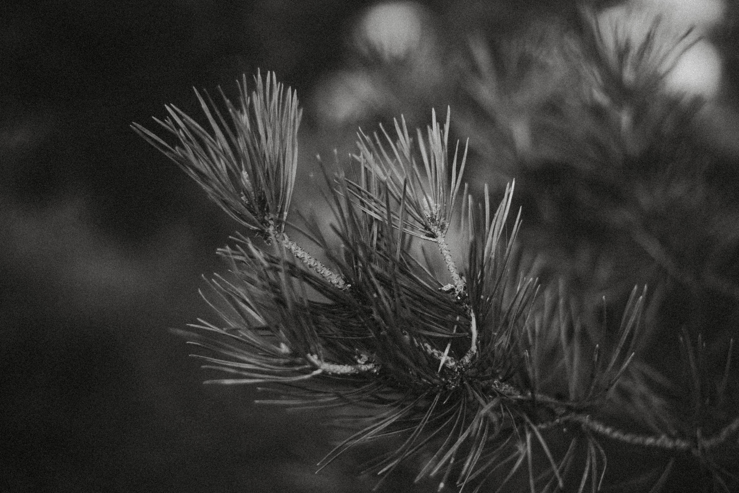 Canada Park. Главная