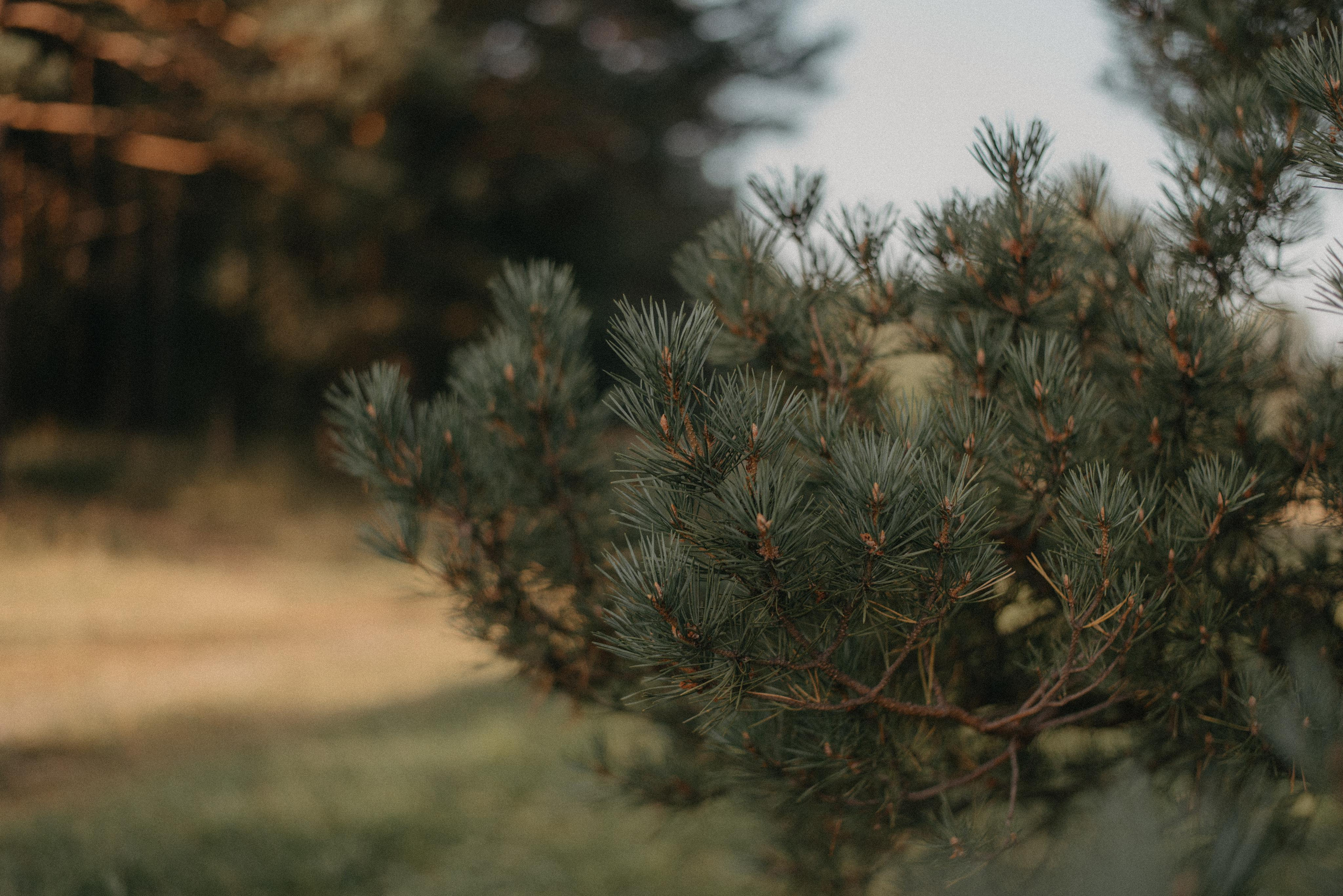 Canada Park. Главная