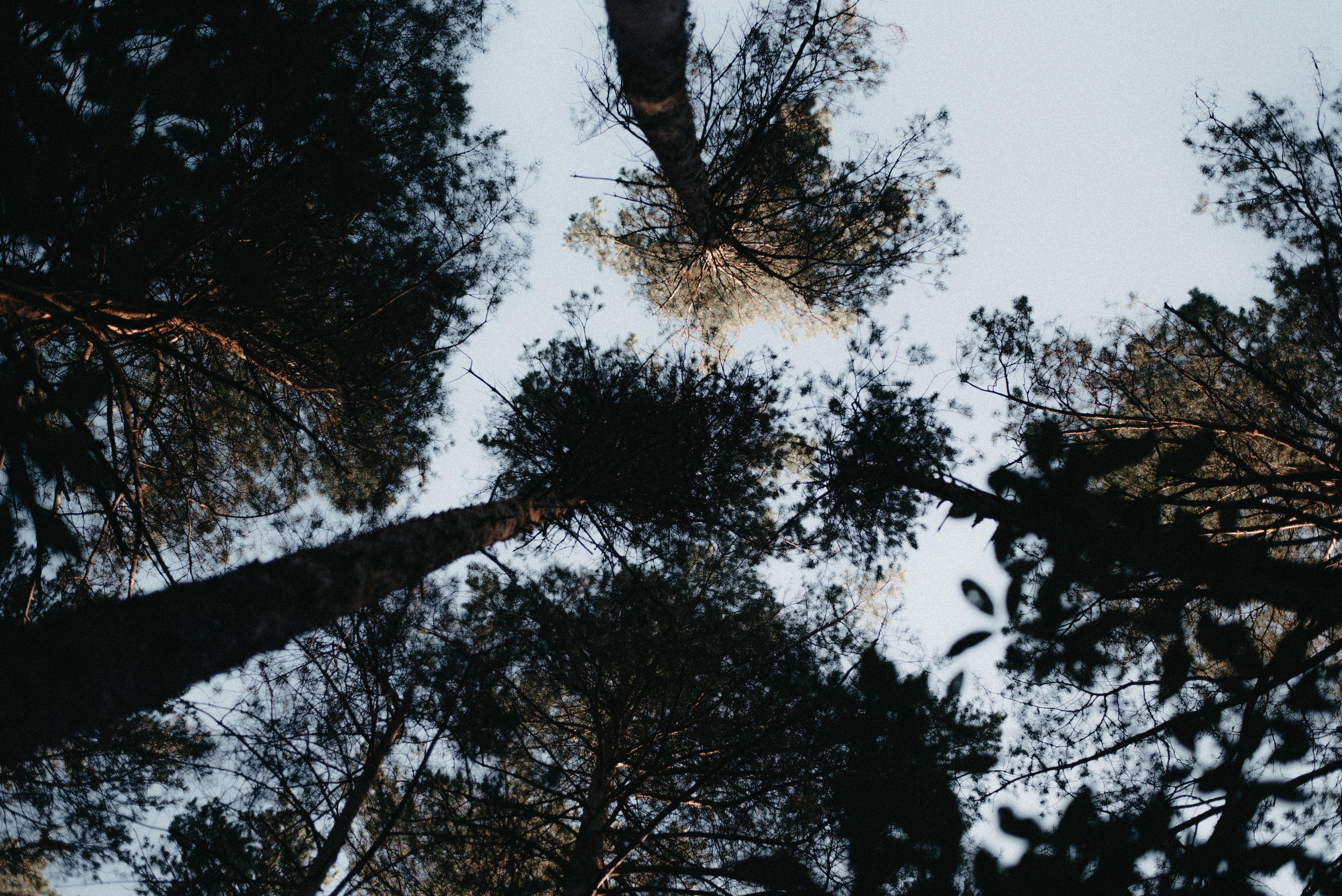 Canada Park. Главная