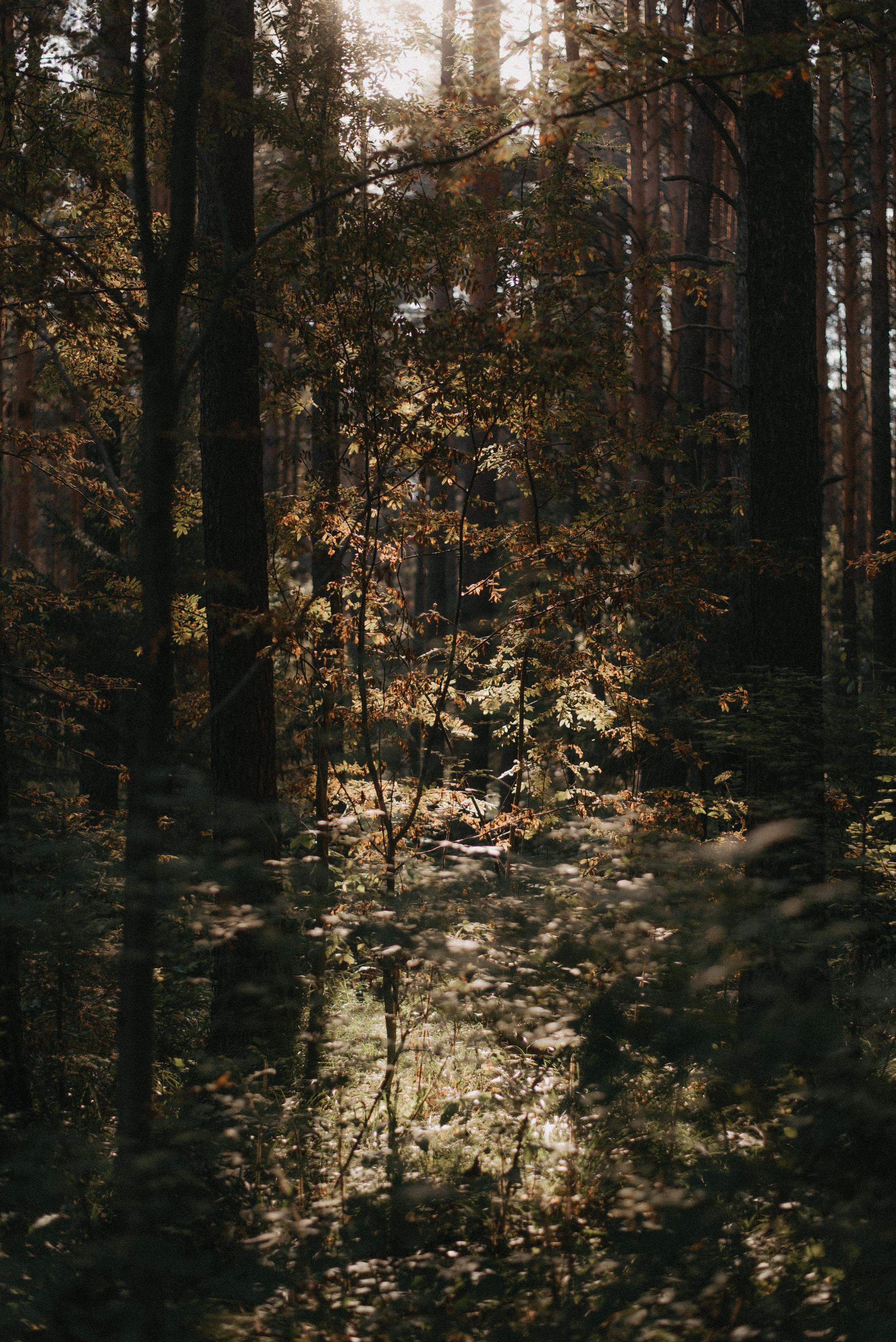 Canada Park. Главная