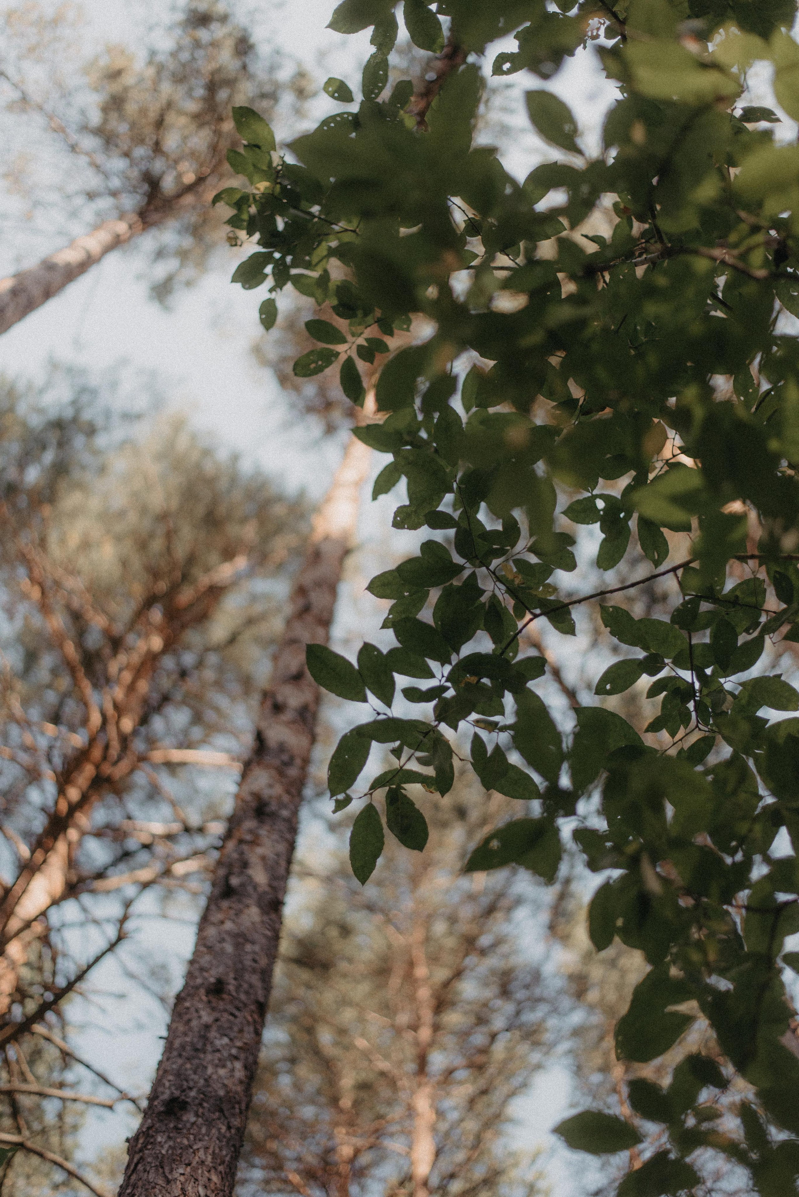 Canada Park. Главная