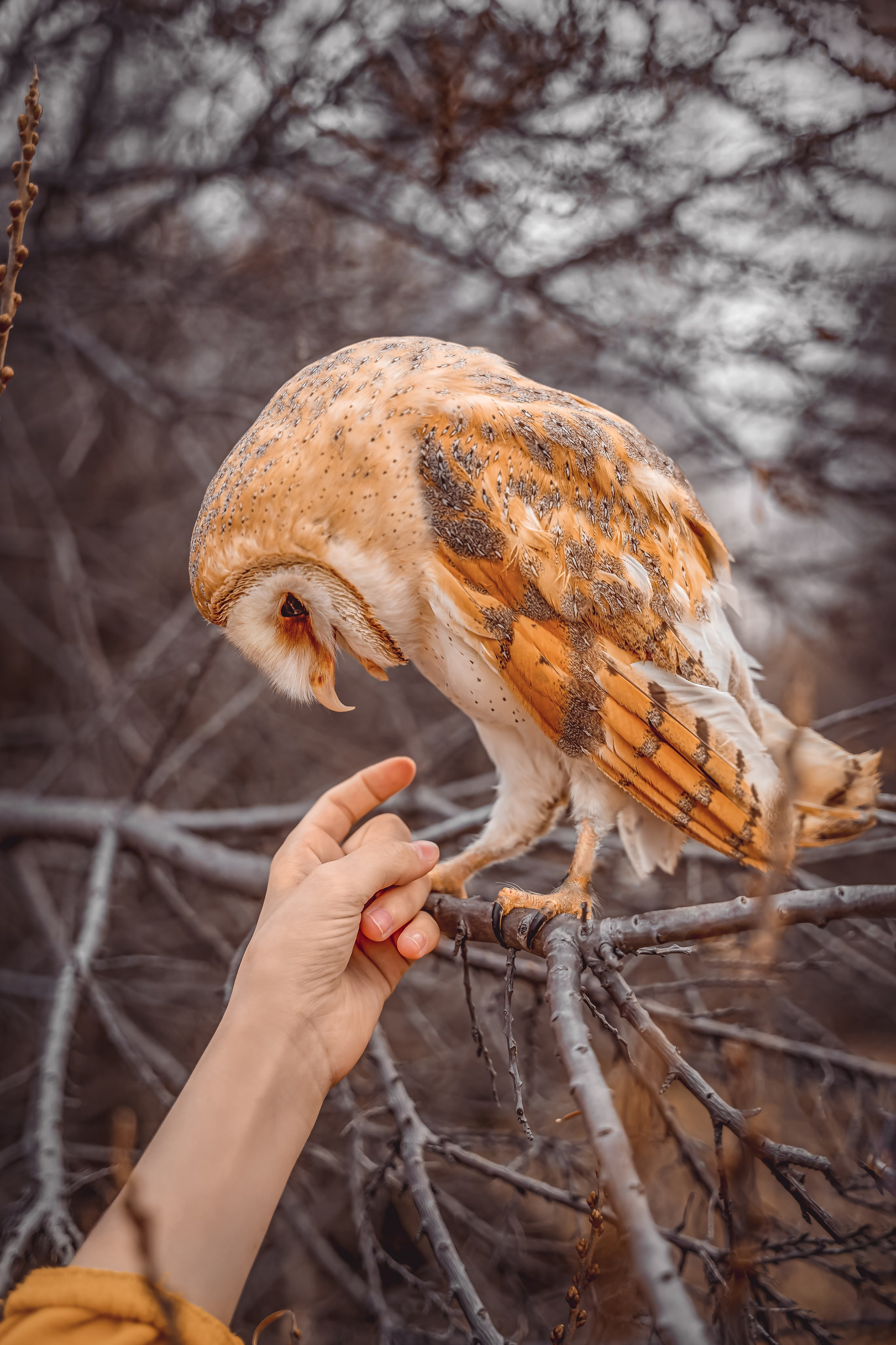 Сова Карась. Фотограф Валентина Полунина