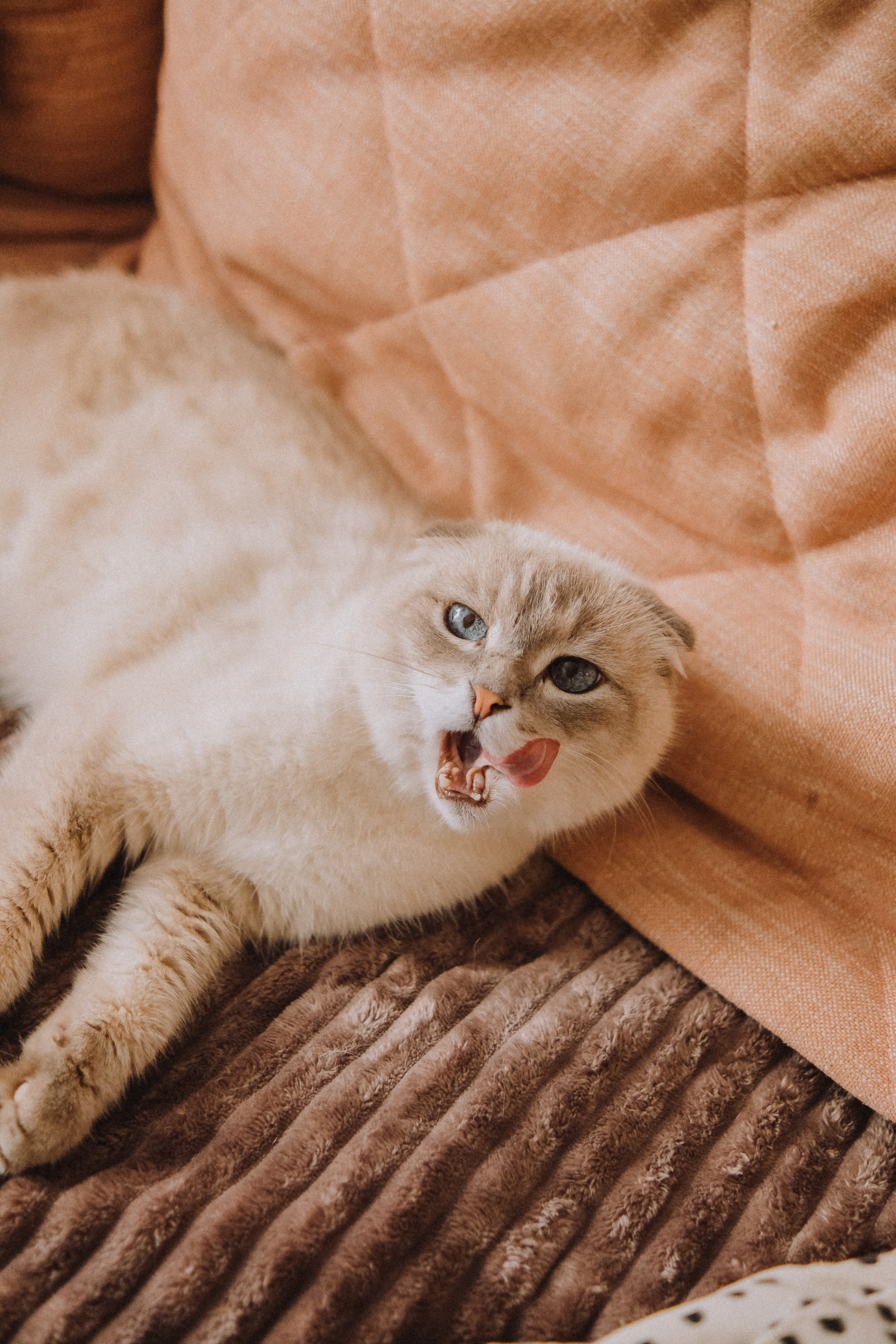 Семья Полины и Леона. Семейный фотограф Москва