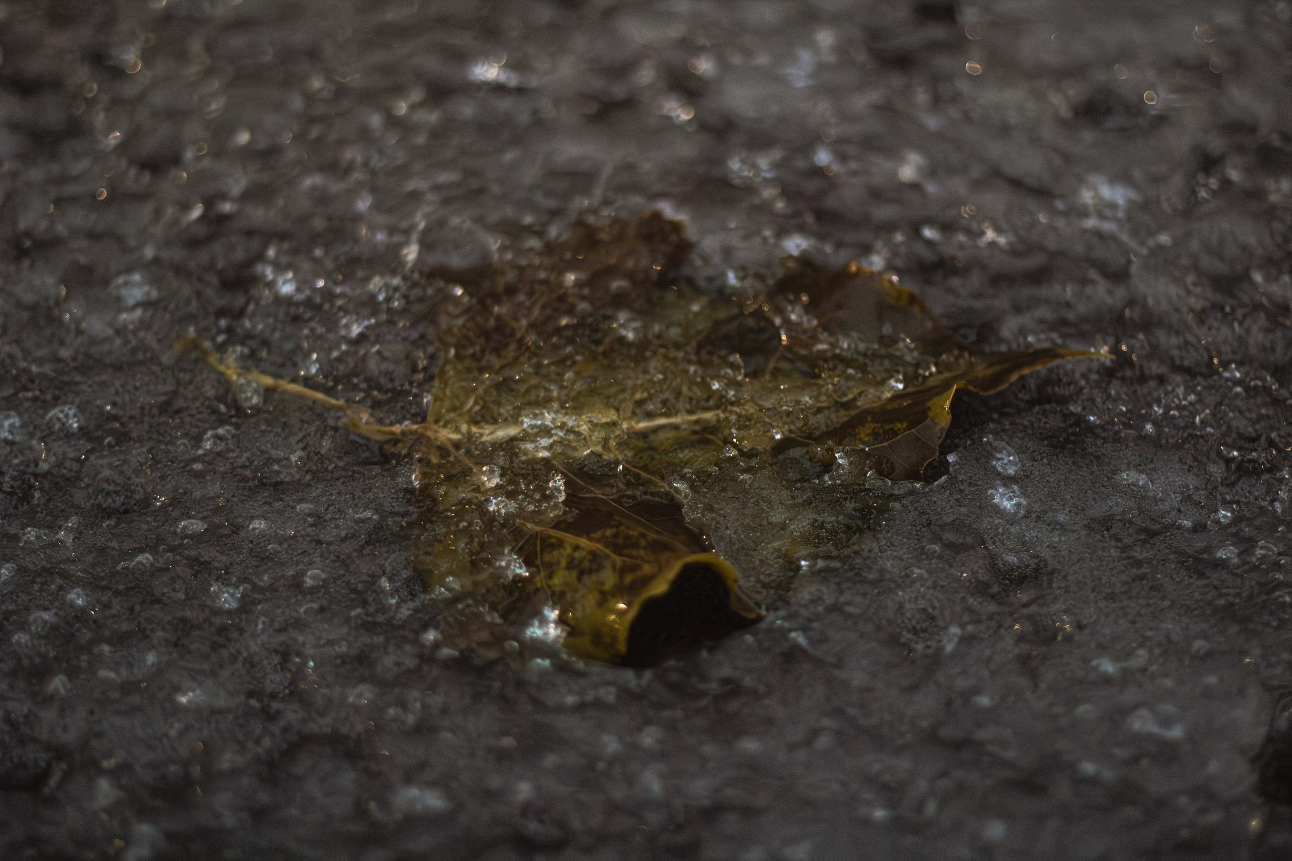 Осень-зима. Фотограф Москва, портрет, стрит, репортаж. Художественная фотосессия