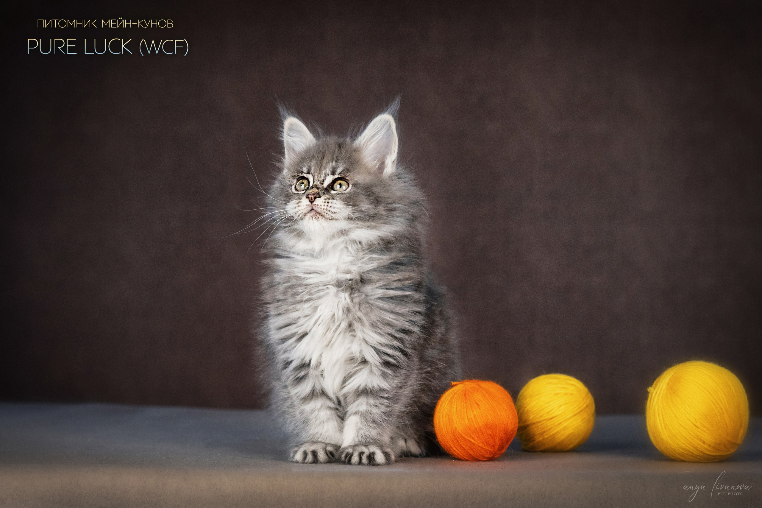 Мейнкуны. Фотограф анималист Аня Ливанова | Рыбинск
