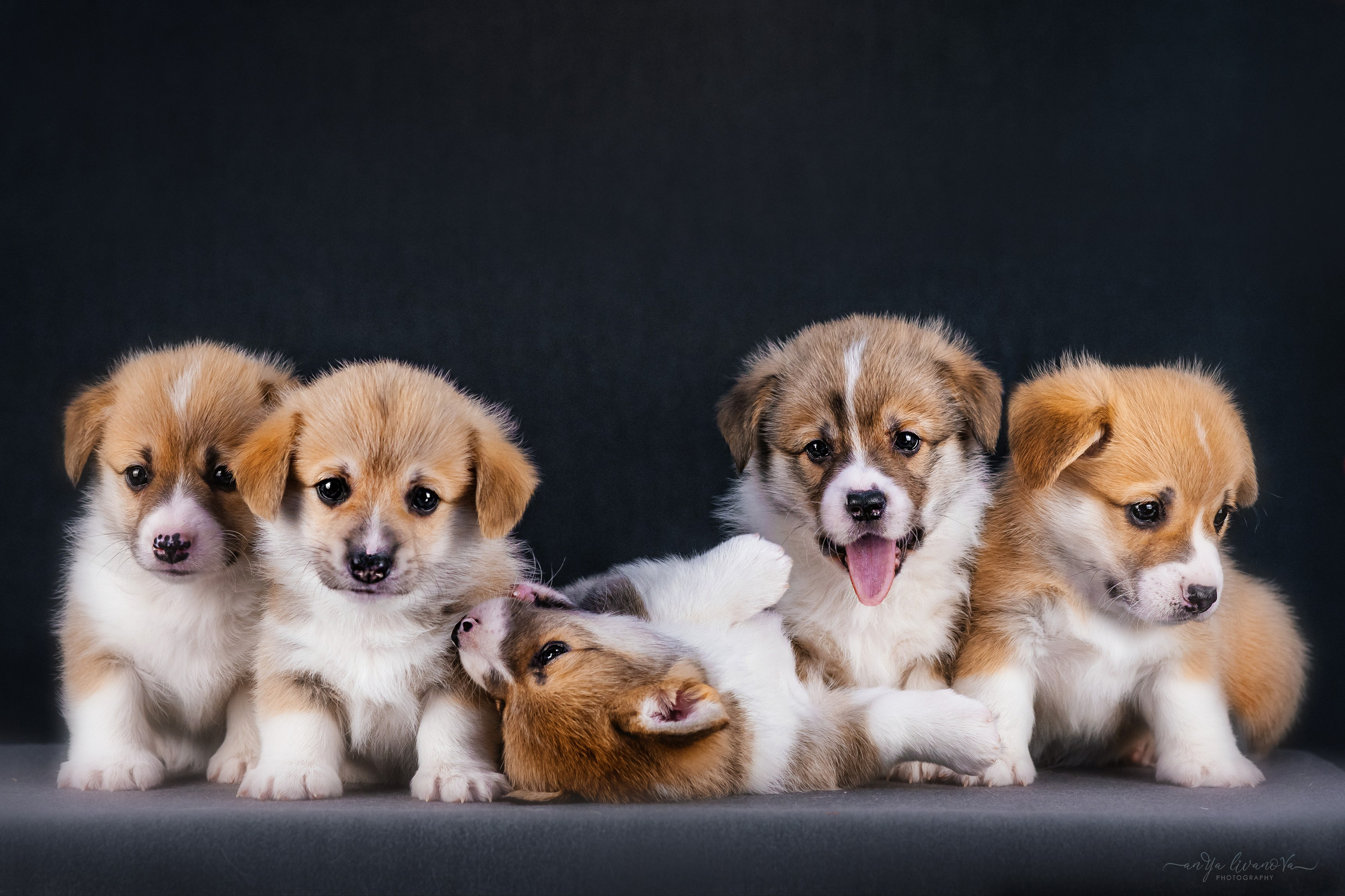 Коржики. Фотограф анималист Аня Ливанова | Рыбинск