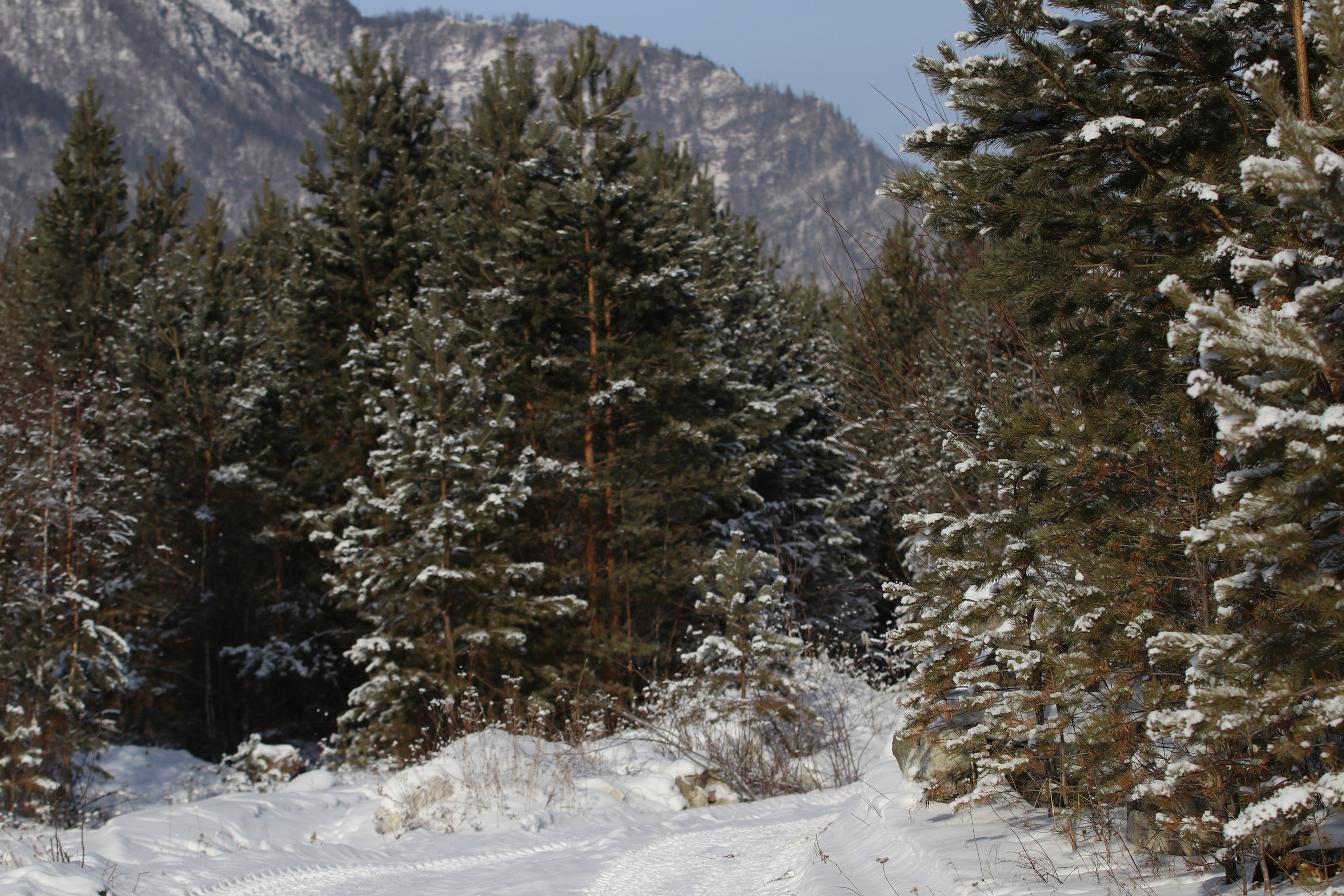 Аршан. Январь 2024. Путешественник-фотограф из Санкт-Петербурга Татьяна Свистулина