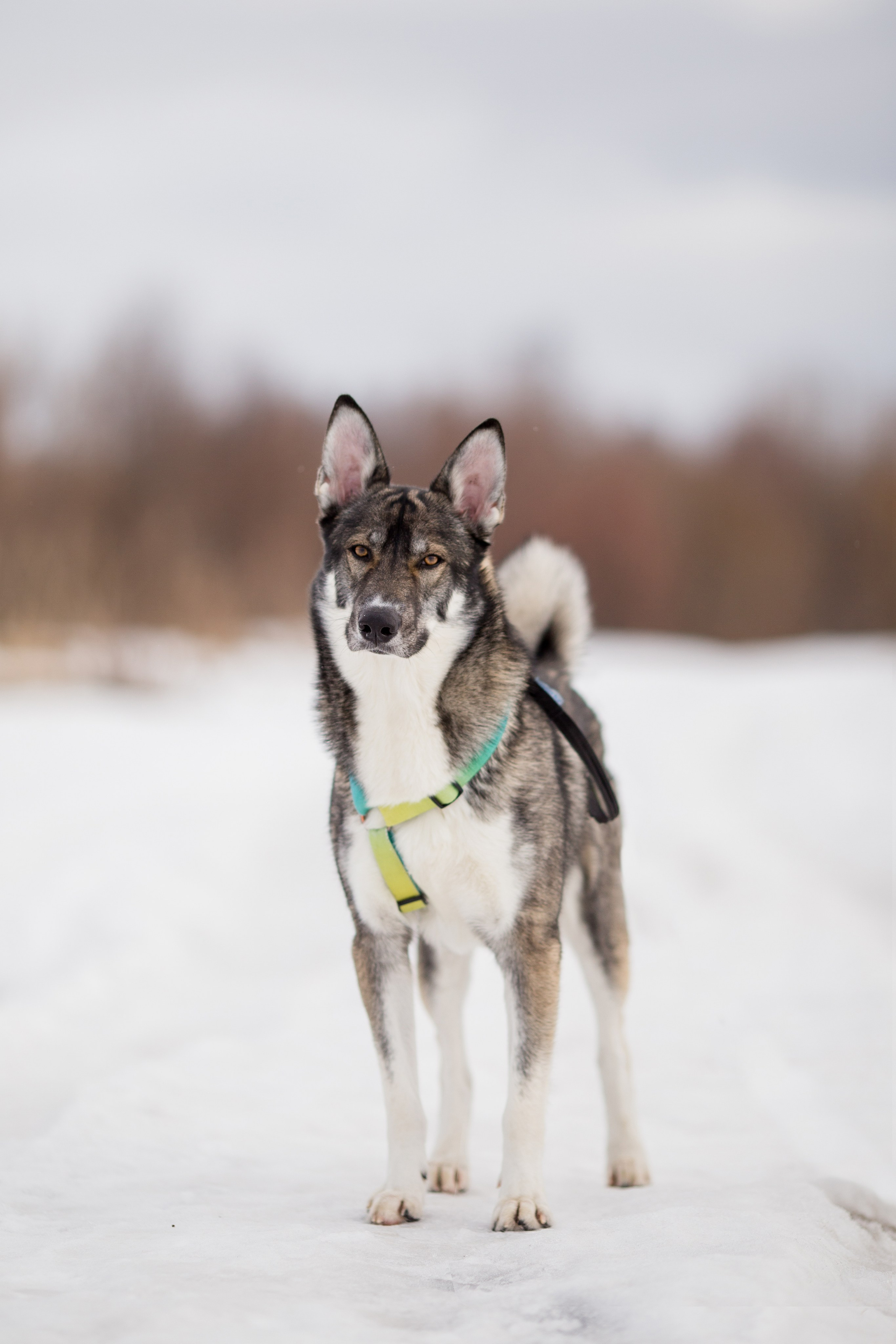 Фотосессия с собакой в Архангельске