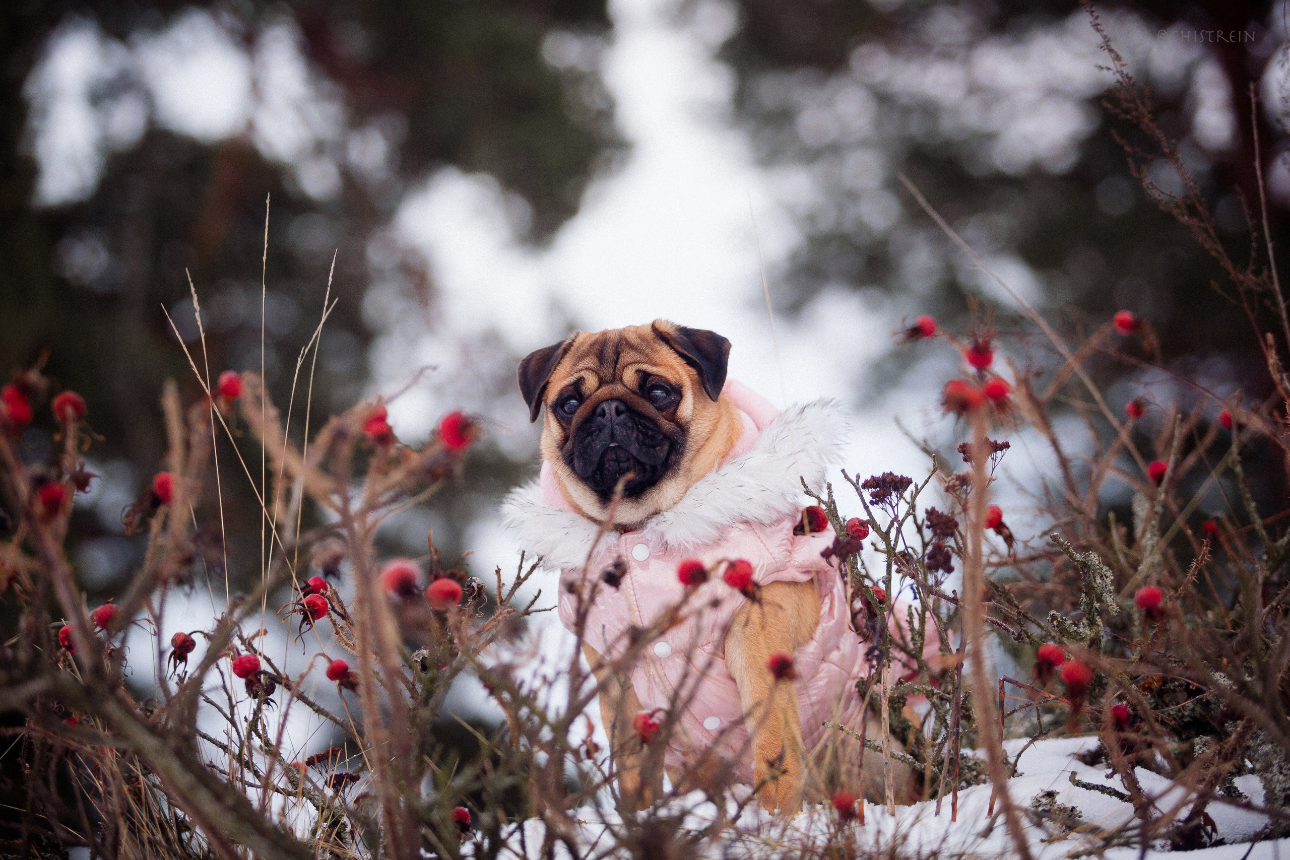Новогоднее настроение. Роза. Фотограф-анималист Наталия Чистюхина в г. Сосновый Бор и ЛО