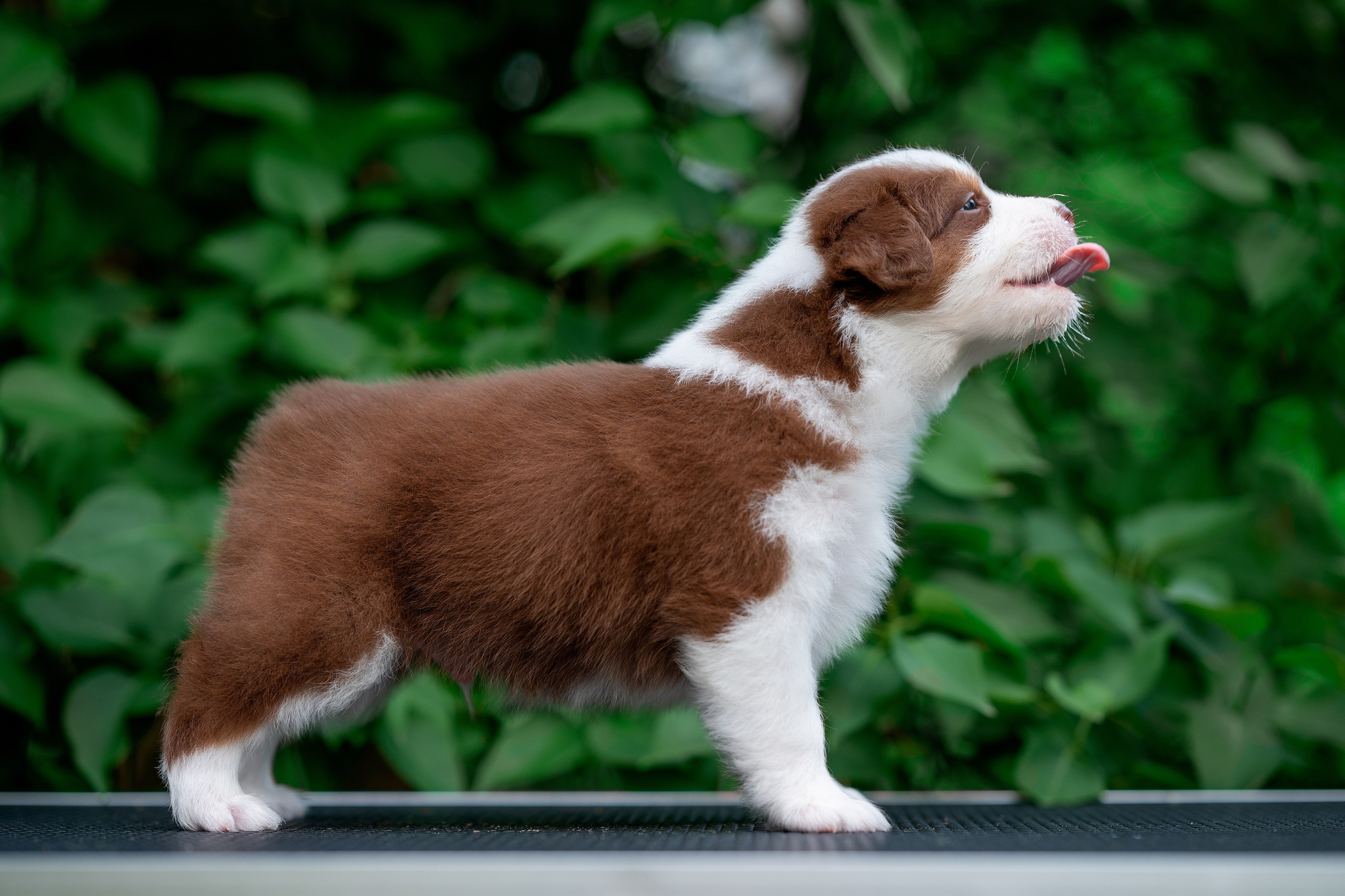 Заводчик Елизавета Степанова. Творческий фотограф Вологда