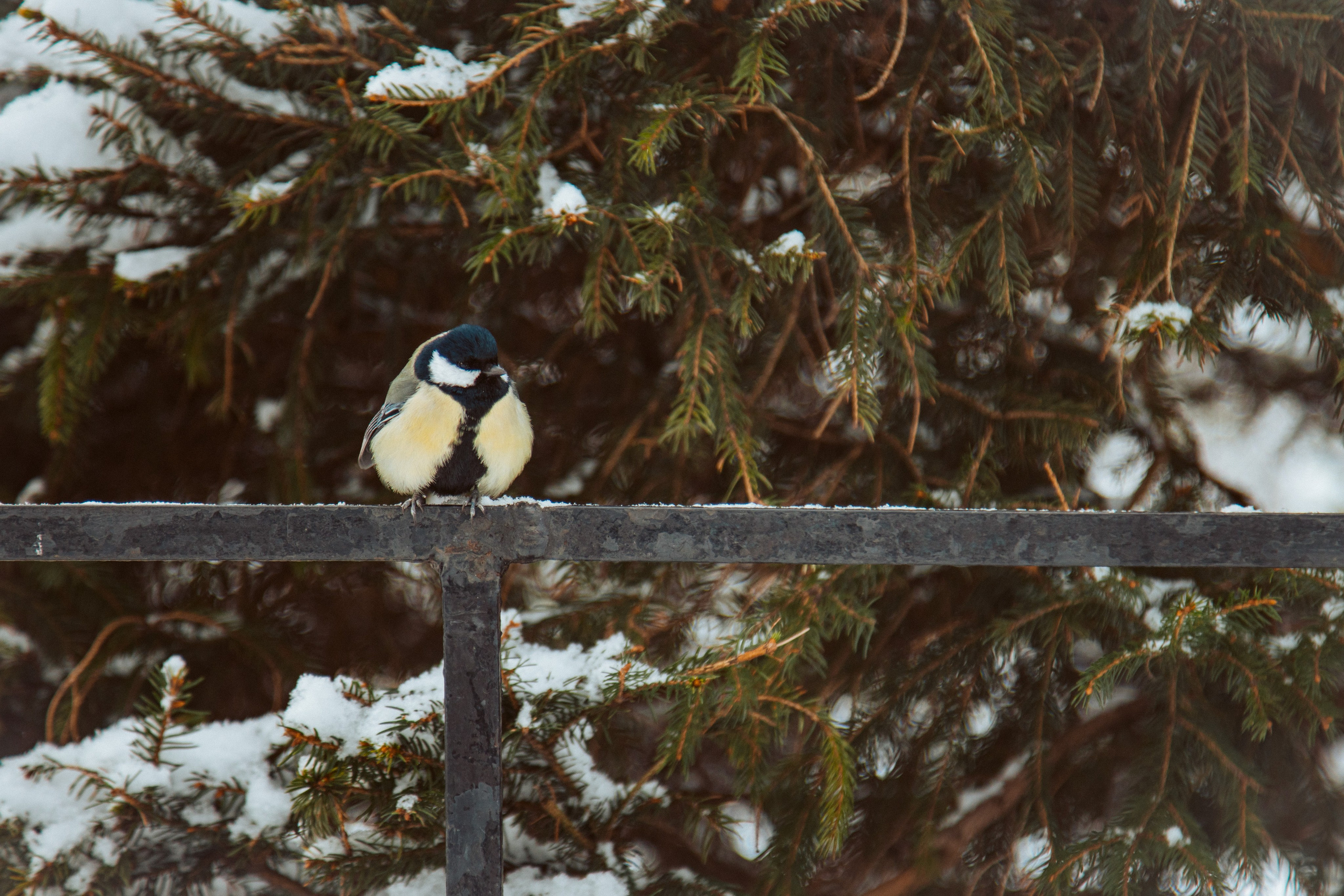 Петергоф нижний парк фото