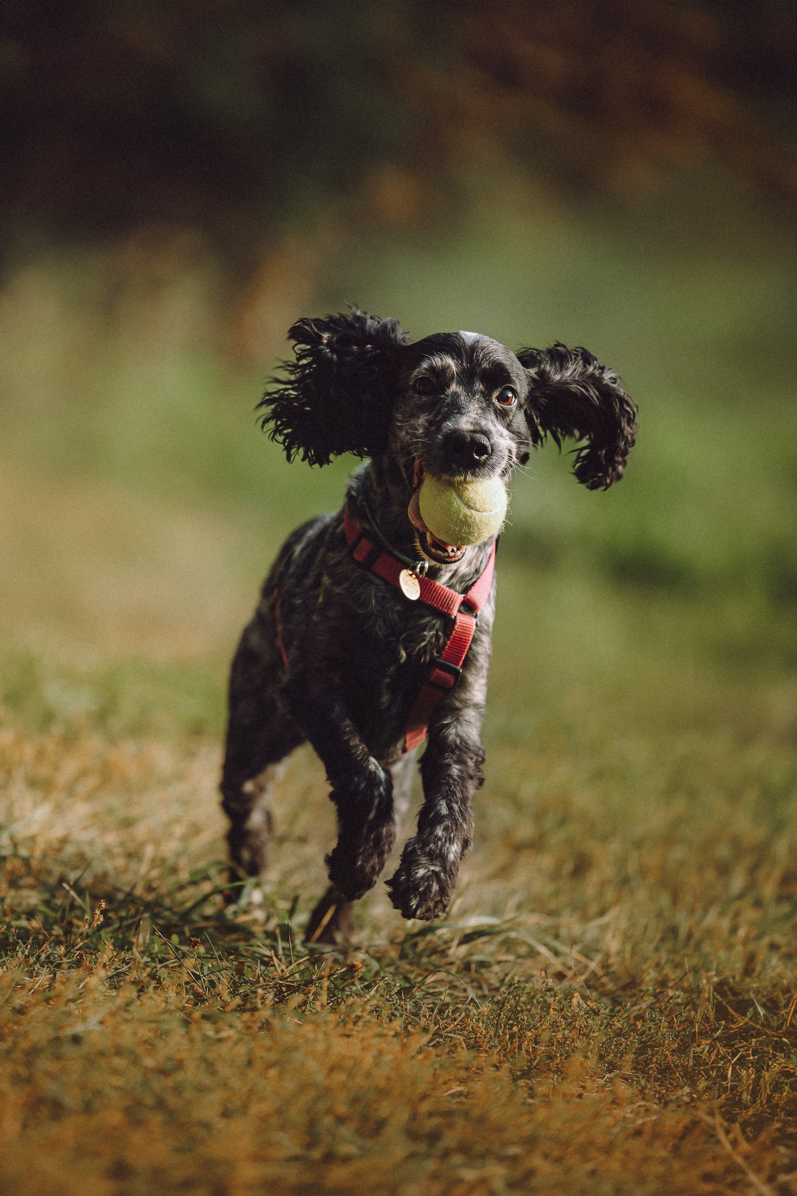 Маша и Ларри