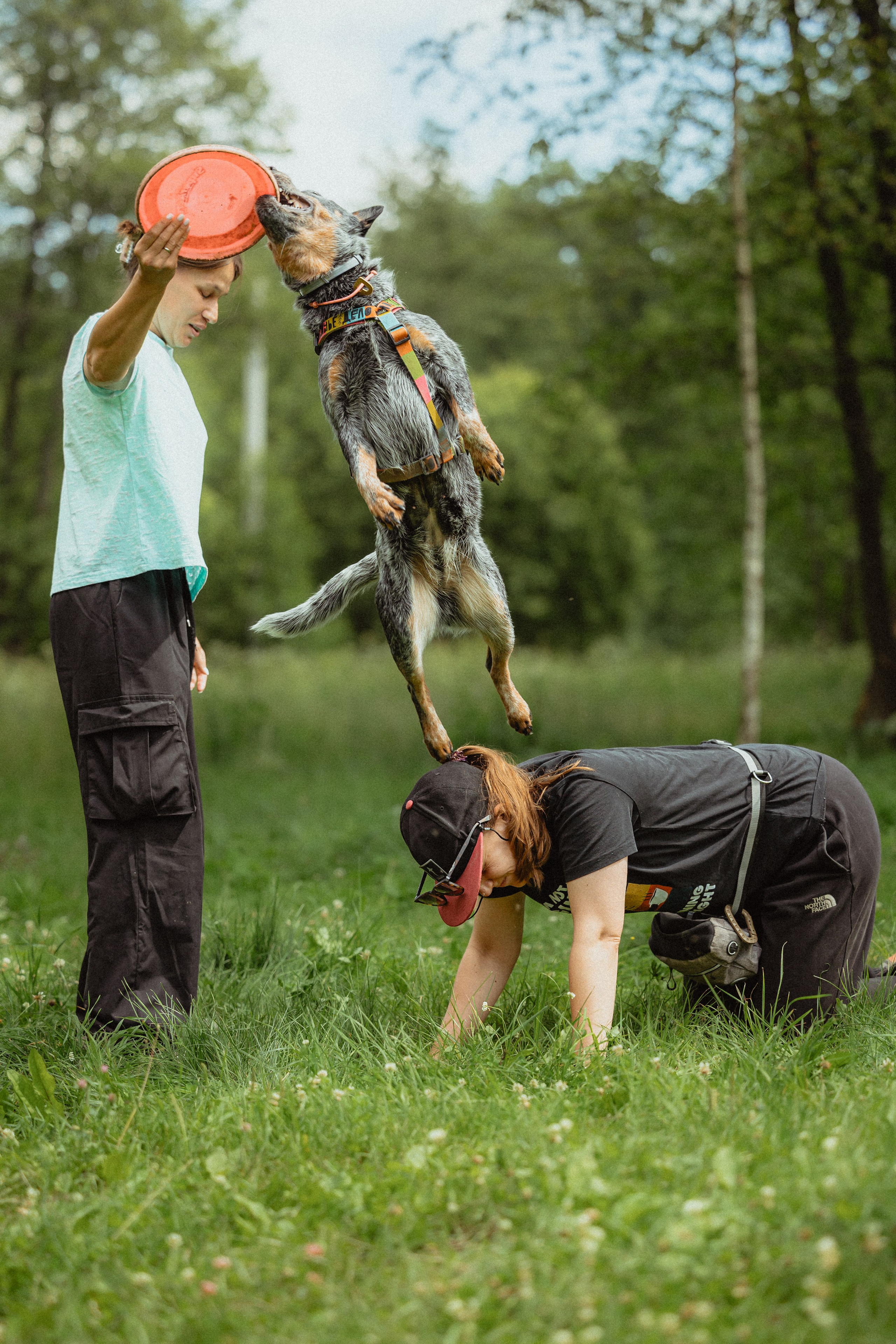 Выездной дог-тренинг от школы «Шерсть имею»