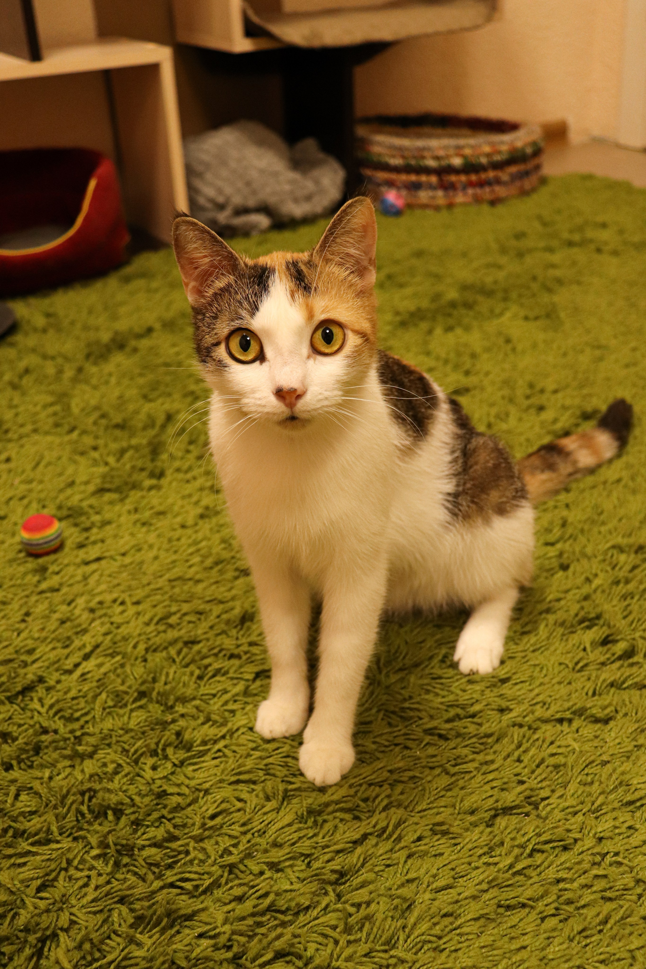 Петербургский дом кота (27 июня 2024). Ивентный фотограф в Санкт-Петербурге Олег Комков