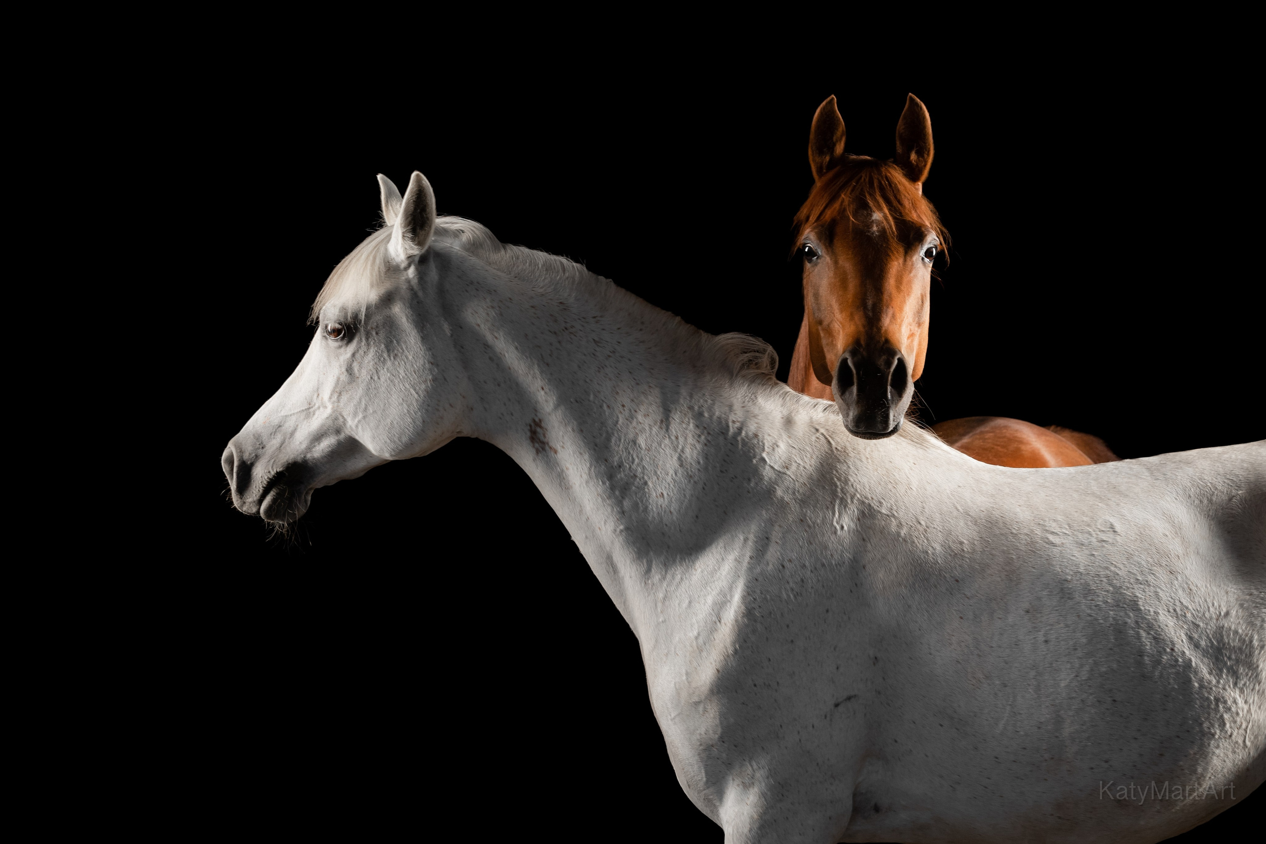 В паре. KatymartArt — Equine photography