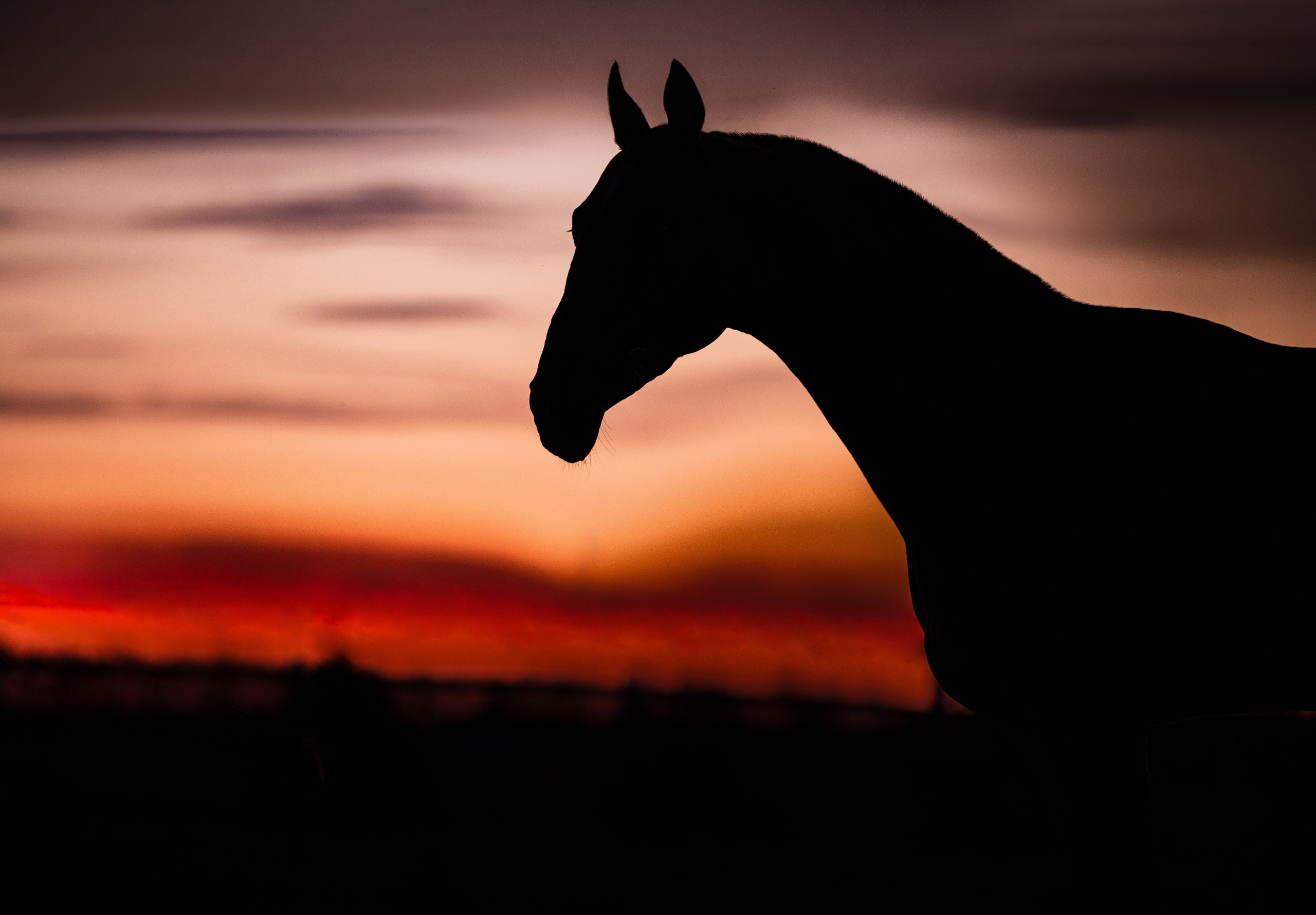 Разное. Фотограф-анималист Ксендзова Кристина