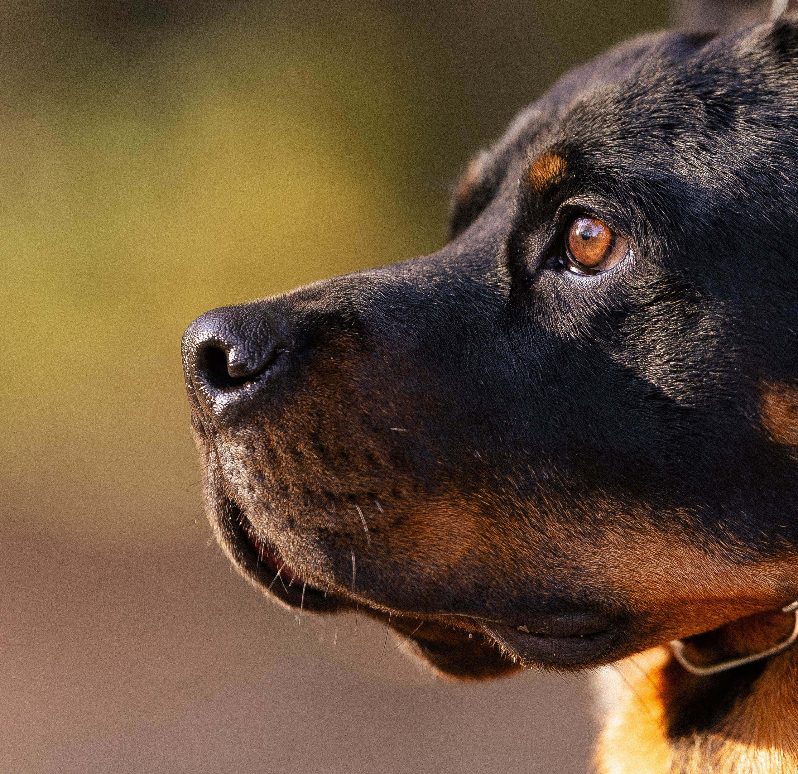 Катя, Леша, Лея и Трой. Фотограф и видеограф анималист Аганина Дарья