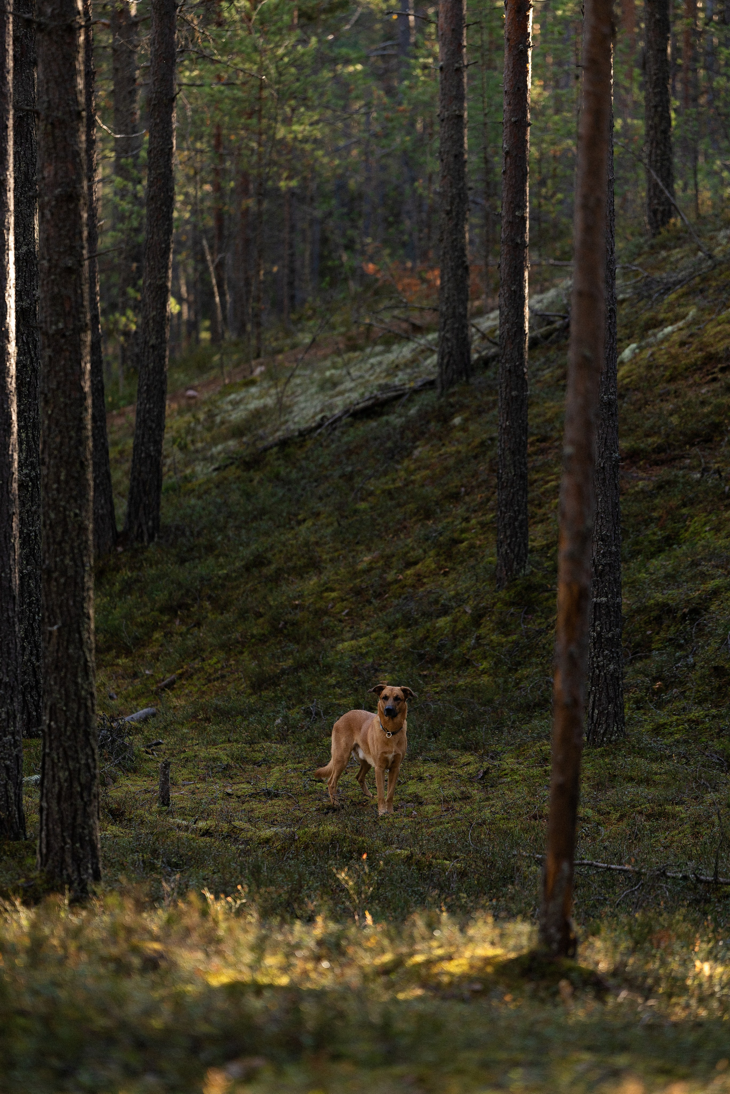 Karelia. Фотограф и видеограф анималист Аганина Дарья