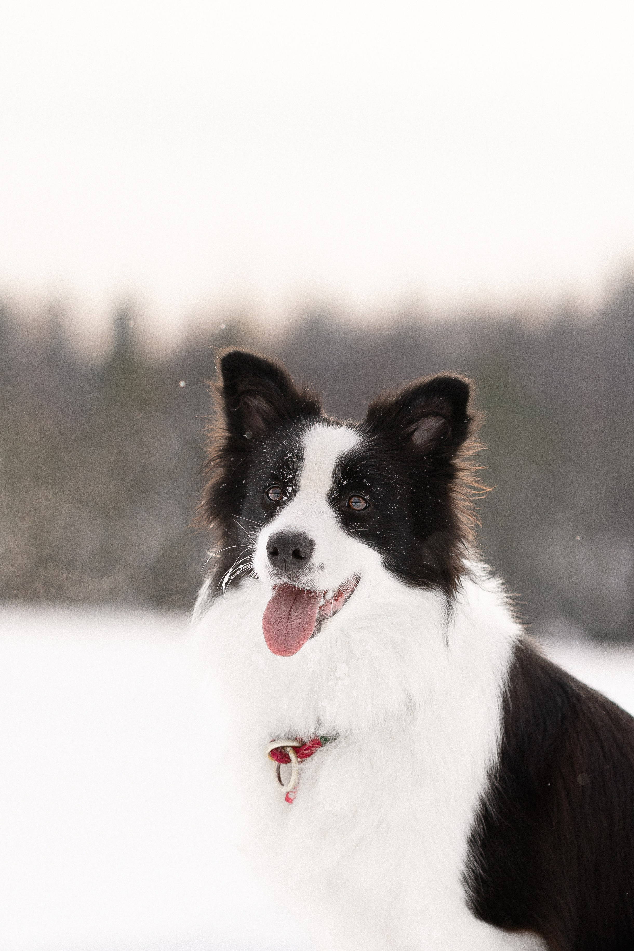 Лилия, Алексей и Ариана. Фотограф и видеограф анималист Аганина Дарья