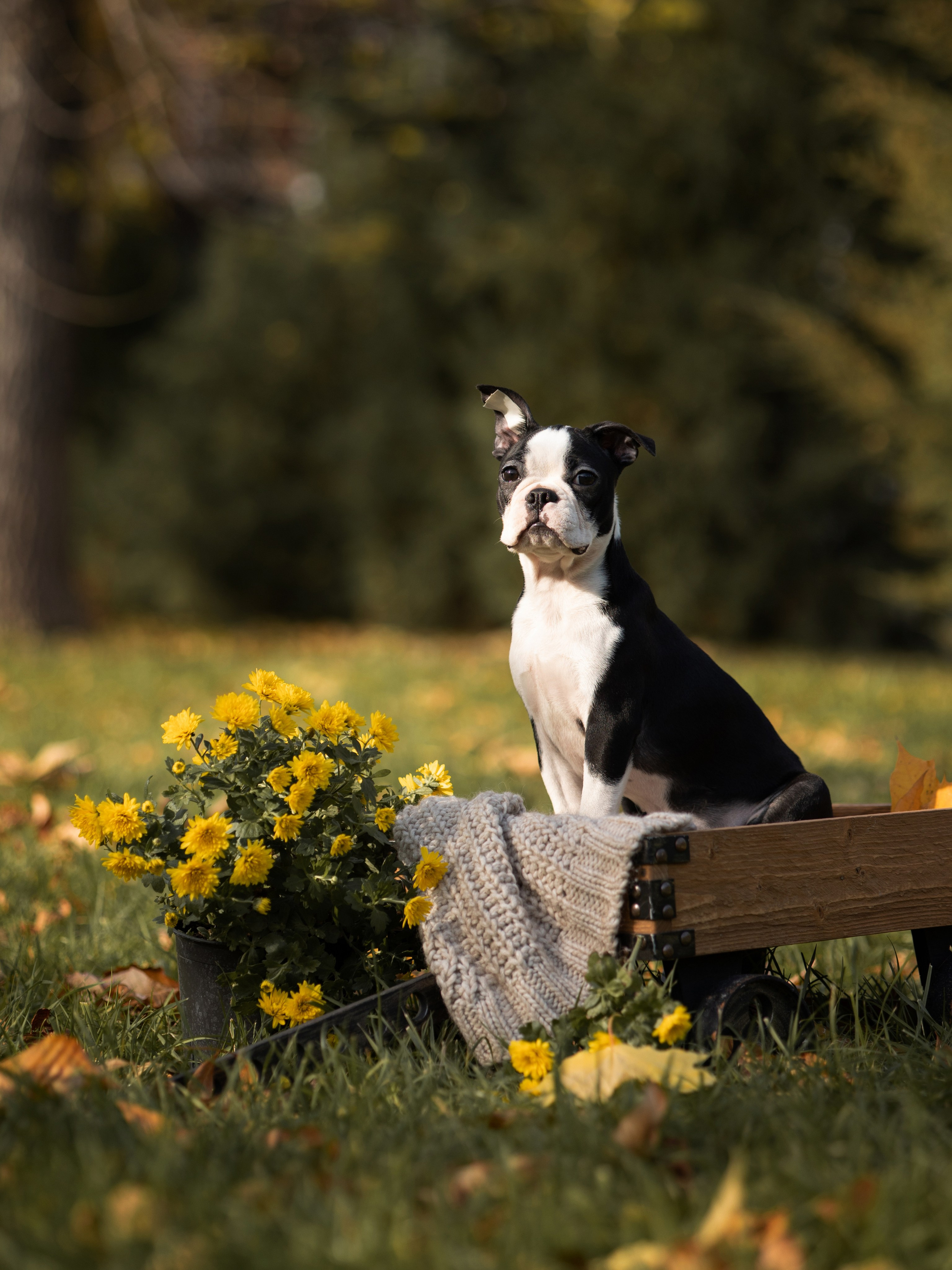 Щенки бостики. Главная